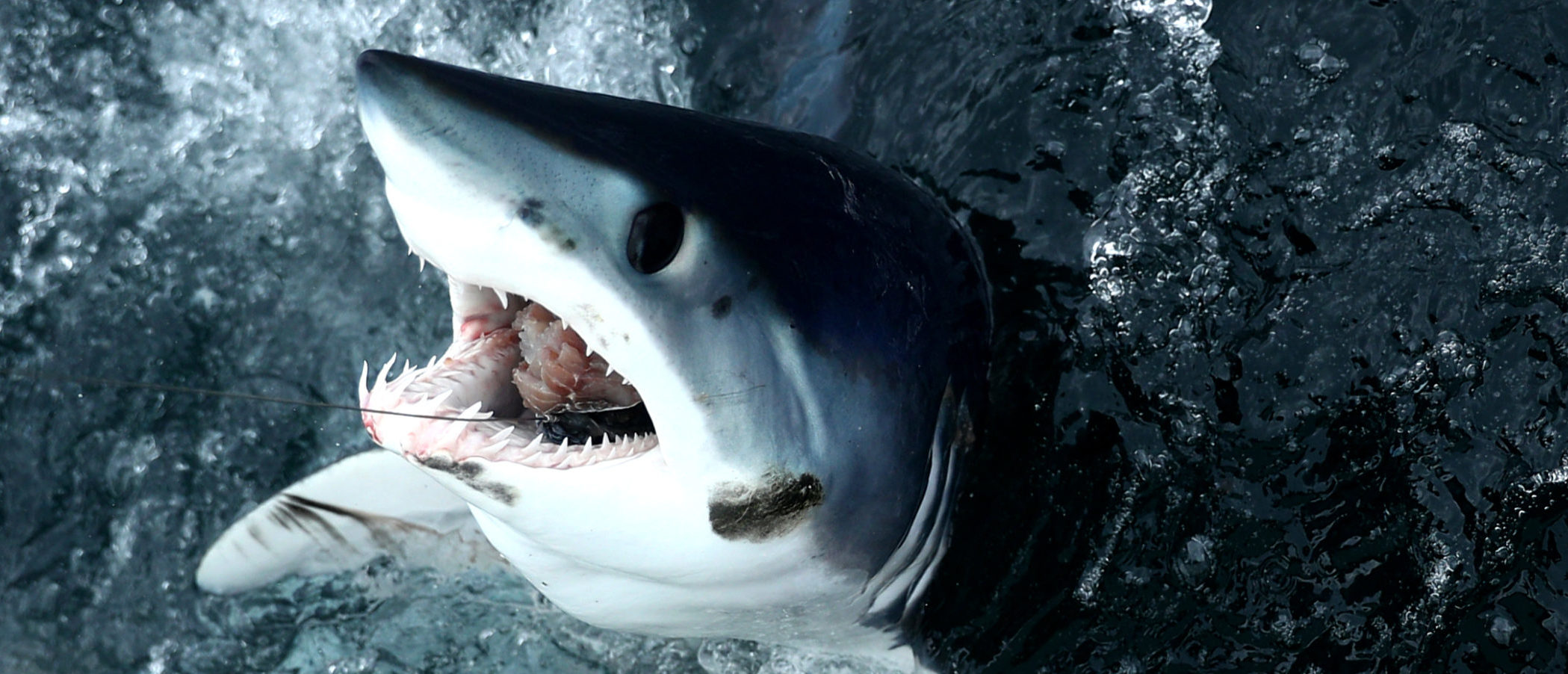 Porbeagle, targeting porbeagle in Ireland, shark fishing, sharks
