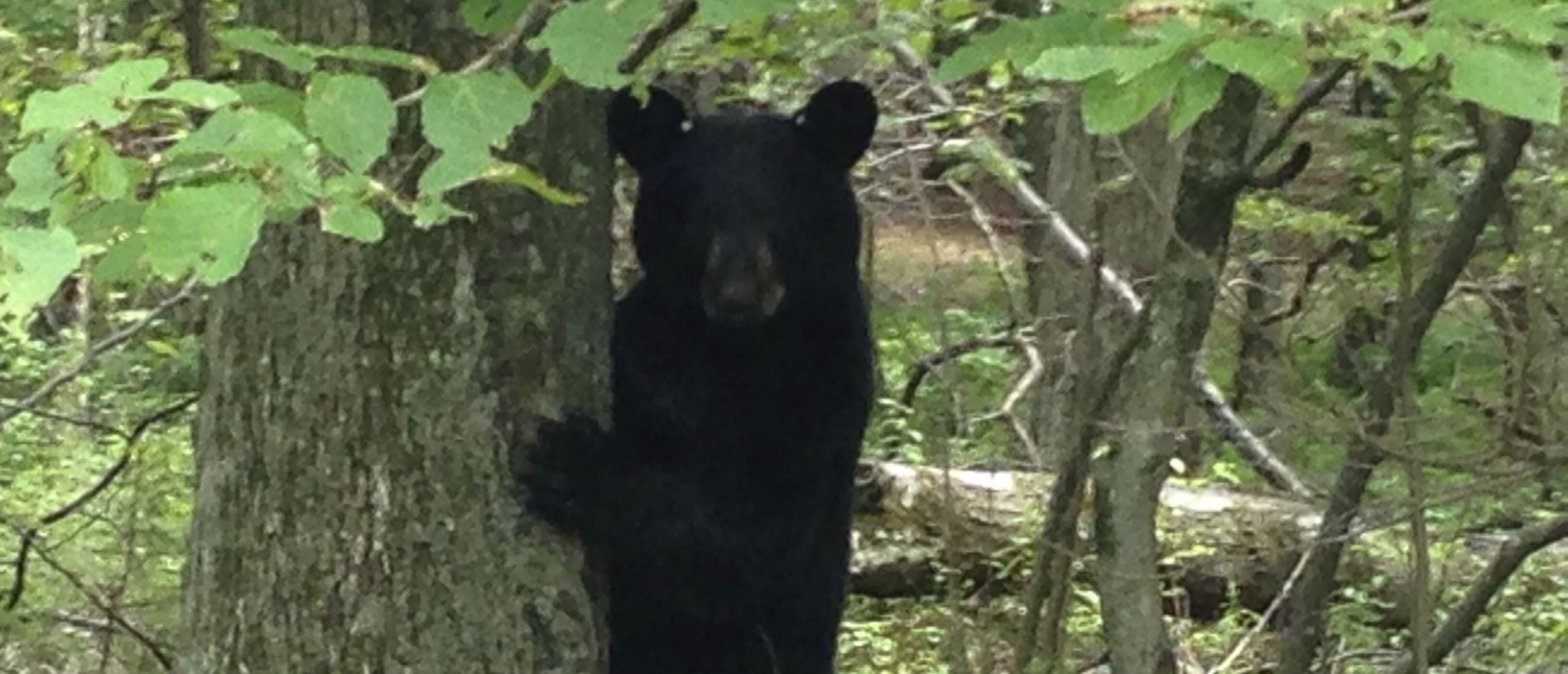 New Jersey Woman Mauled by Bear While Checking Her Mail