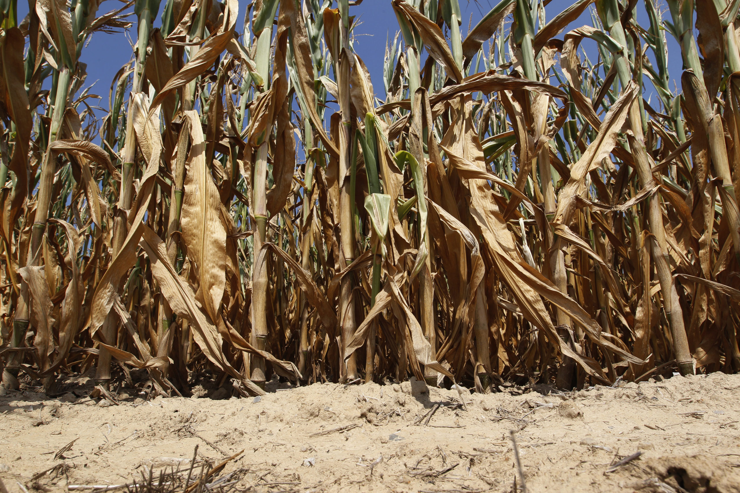 Corn plants struggle to survive in drought-stricken farm fields in Ferdinand, Indiana July 24, 2012. Welcome rains provided some relief to heat-stressed cities and worried farmers in the U.S. Midwest on Tuesday, but reports of failed crops, wildfires and other fallout from the worst U.S. drought in more than 50 years tempered any optimism. The first soaking rains for weeks in parts of the northern Midwest sent U.S. corn and soybean prices sharply lower. But those prices still hover around record highs with weather forecasts for August indicating more heat is on the way. REUTERS/ John Sommers II (UNITED STATES - Tags: AGRICULTURE DISASTER ENVIRONMENT BUSINESS)