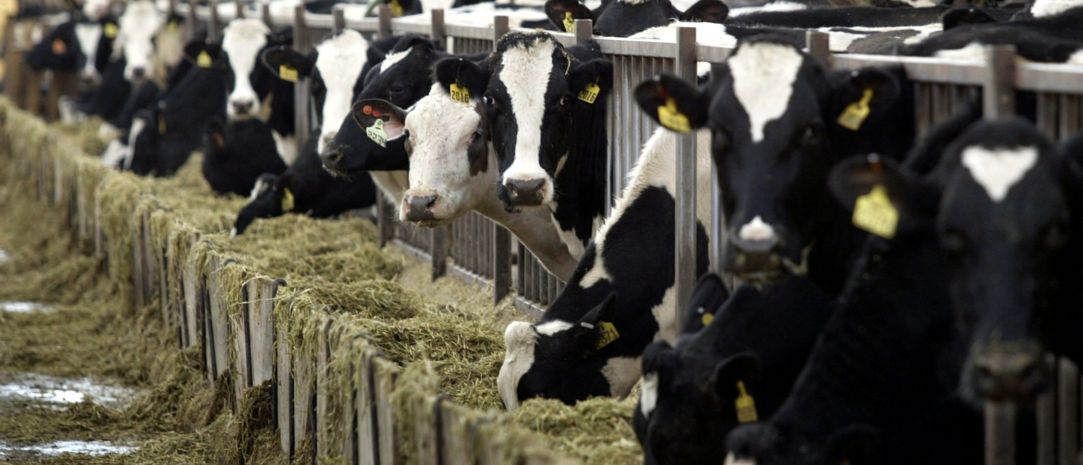 La industria cárnica recibe un duro golpe ya que hasta 10,000 cabezas de ganado mueren por el «calor y la humedad» en Kansas