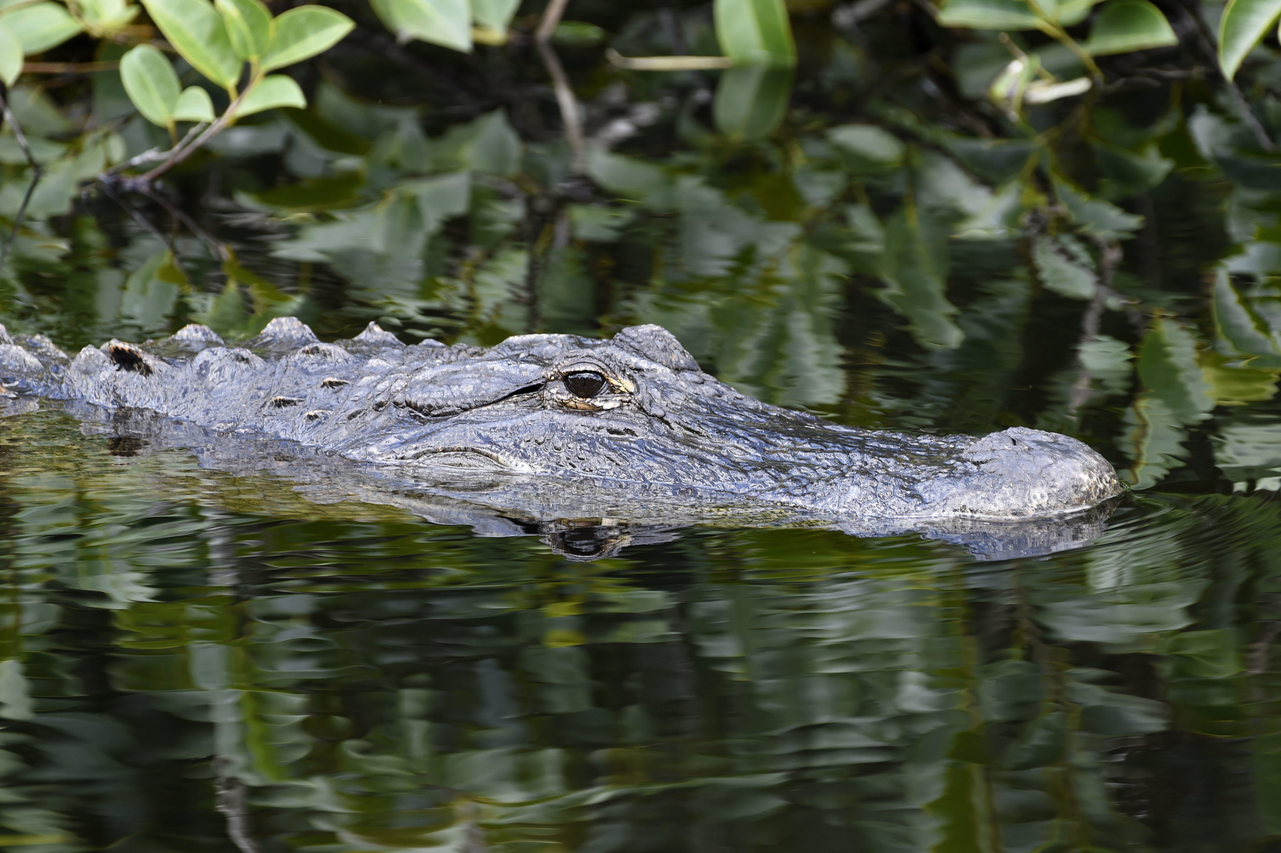 An American Alligator swims in it's natural habitat in a canal in Shark Valley, Everglades National Park, Florida, on June 23, 2016. Florida, famed for its turquoise beaches, is almost as well known for its alligators. Humans are not their favorite meal, but one would not know that from the recent series of alarming gator attacks on people. "Encounters between gators, humans on rise in Florida" (RHONA WISE/AFP via Getty Images)