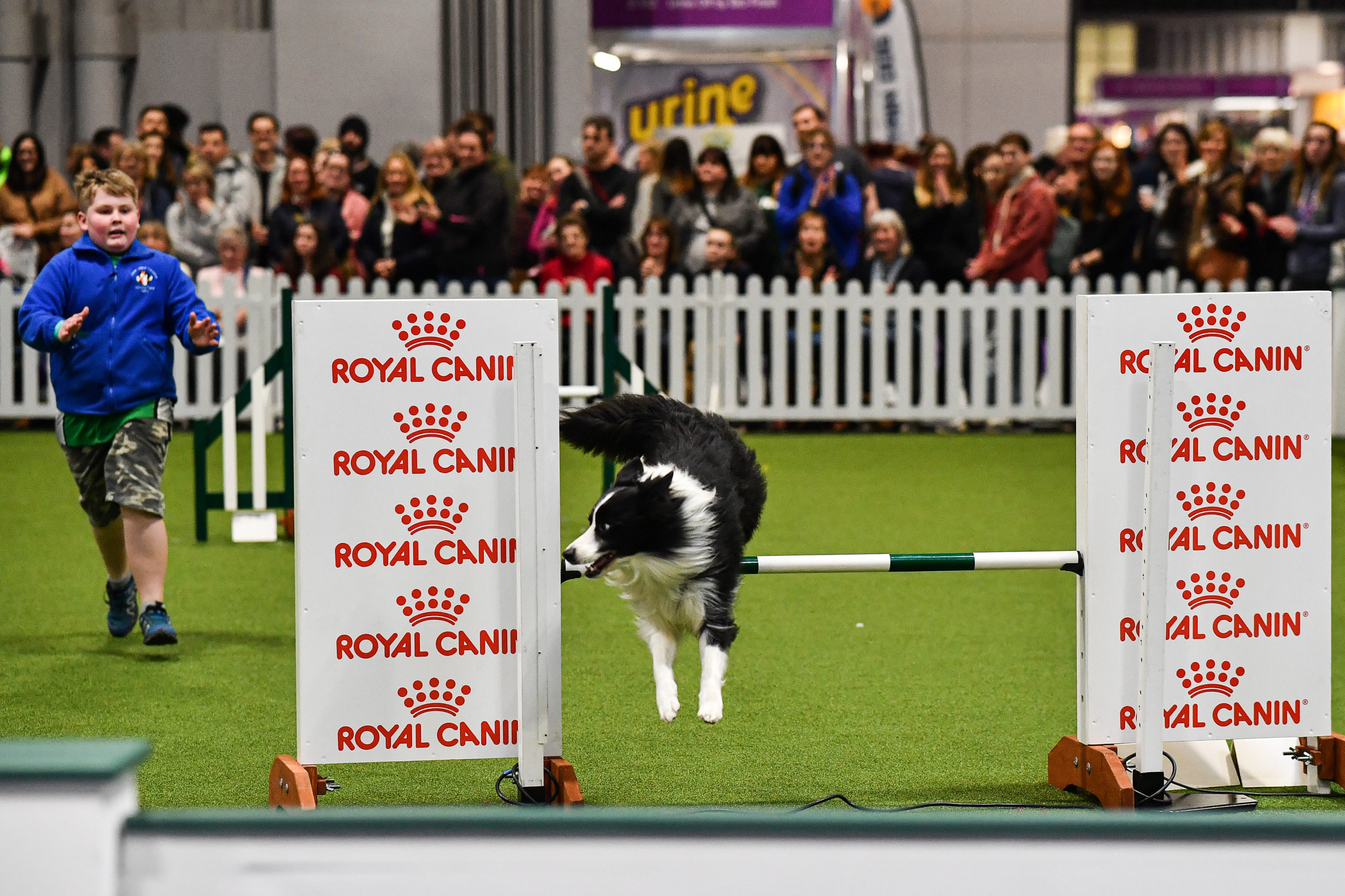 A Border Collie leaps a jump during the agility section on one of Crufts 2020 at the National Exhibition Centre on March 5, 2020 in Birmingham, England. Crufts, the world’s biggest dog show got under way this morning. The annual event has restrictions in place due to the coronavirus outbreak however is still expected to attract thousands of dogs and their owners to the four day event. Royal Canin, a petfood company and one of the dog show’s major sponsors, advised its representatives to stay away from large events like Crufts "unless it is business critical.”(Photo by Jeff J Mitchell/Getty Images)