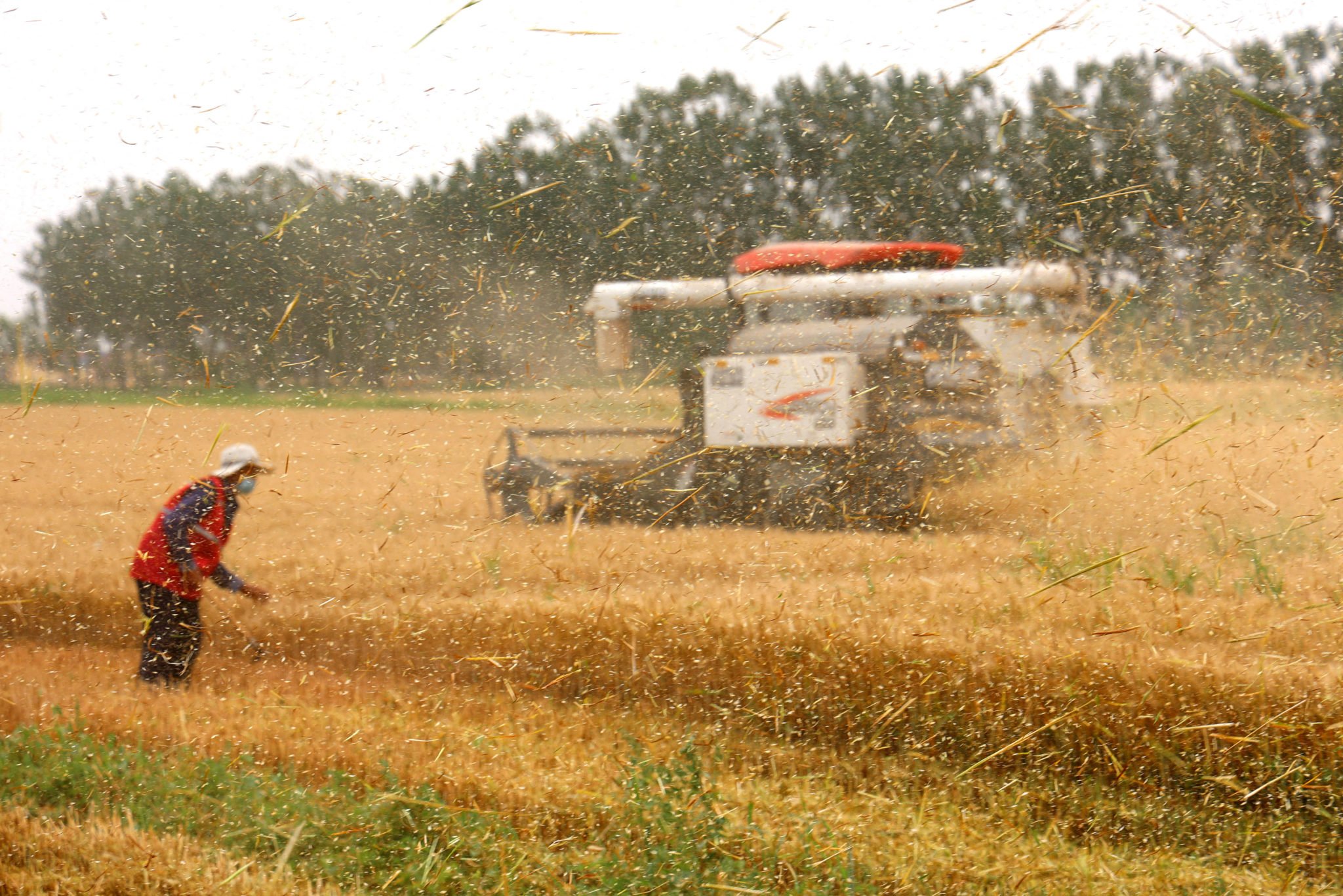 China Is Hoarding Grain And Corn Amid Global Food Shortages The Daily