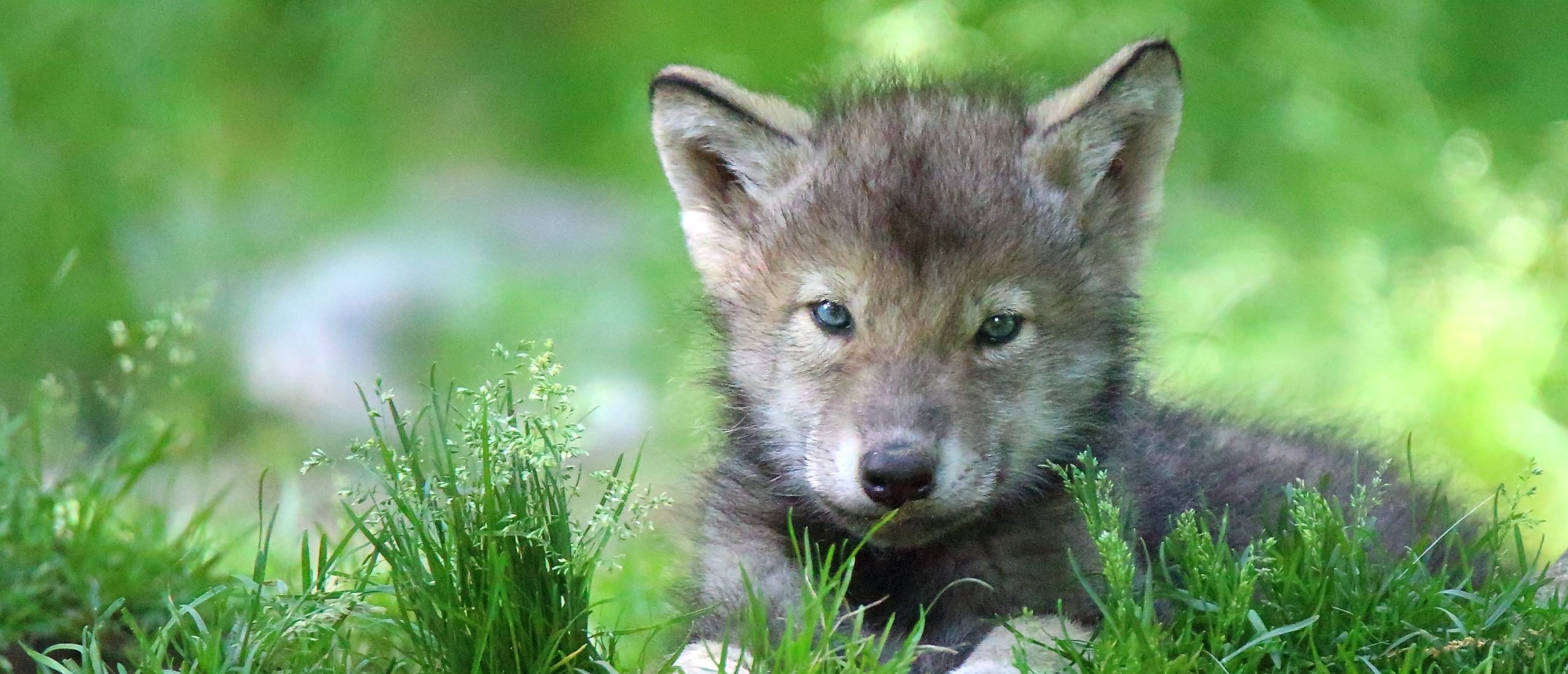 wolf pup