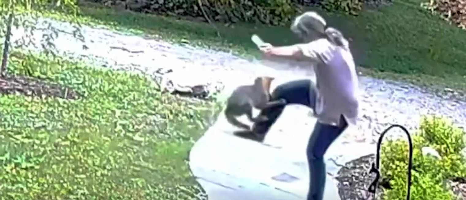 Rabid Fox Savagely Attacks Woman In Horrifying Video The Daily Caller