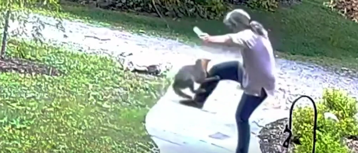 Rabid Fox Savagely Attacks Woman In Horrifying Video The Daily Caller 