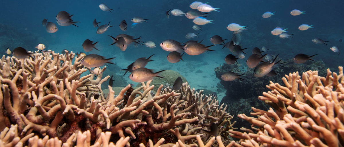 The Great Barrier Reef Experiences Record Recovery