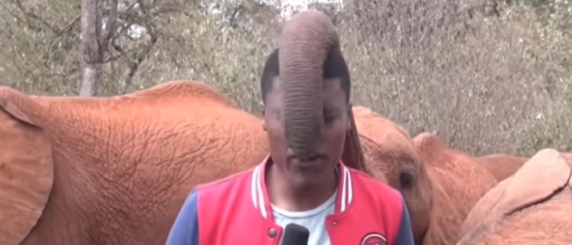 Baby Elephant Interrupts Kenyan Reporter And Immediately Becomes A Star