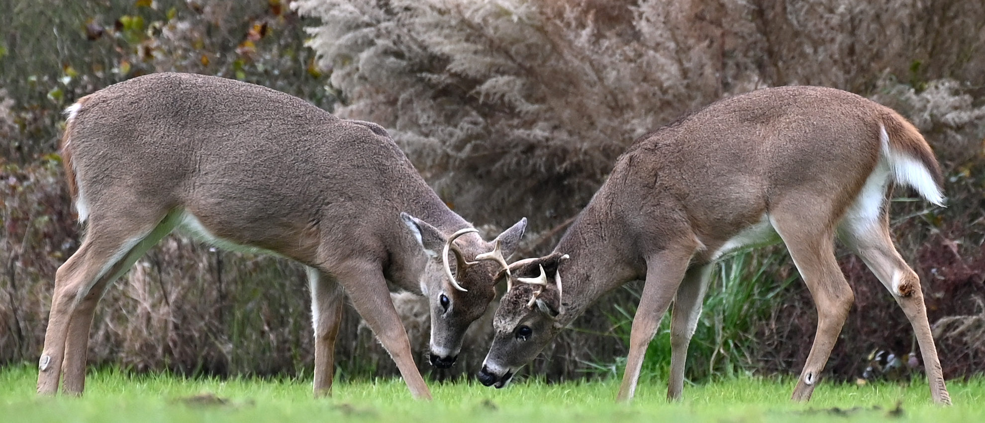 Celebrity Bowhunters Sentenced In ‘Largest Poaching Case’ In Nebraska History