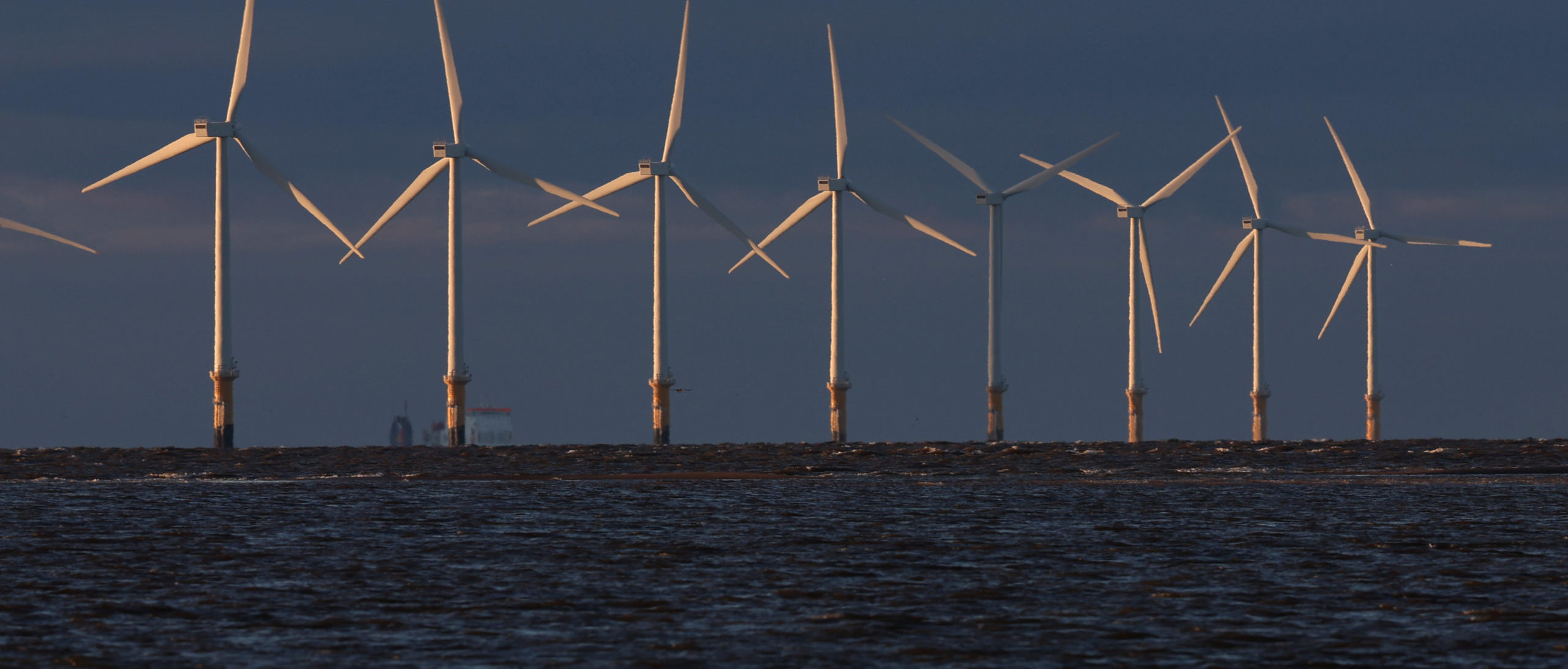 Offshore wind critics call for investigation of New Jersey whale strandings