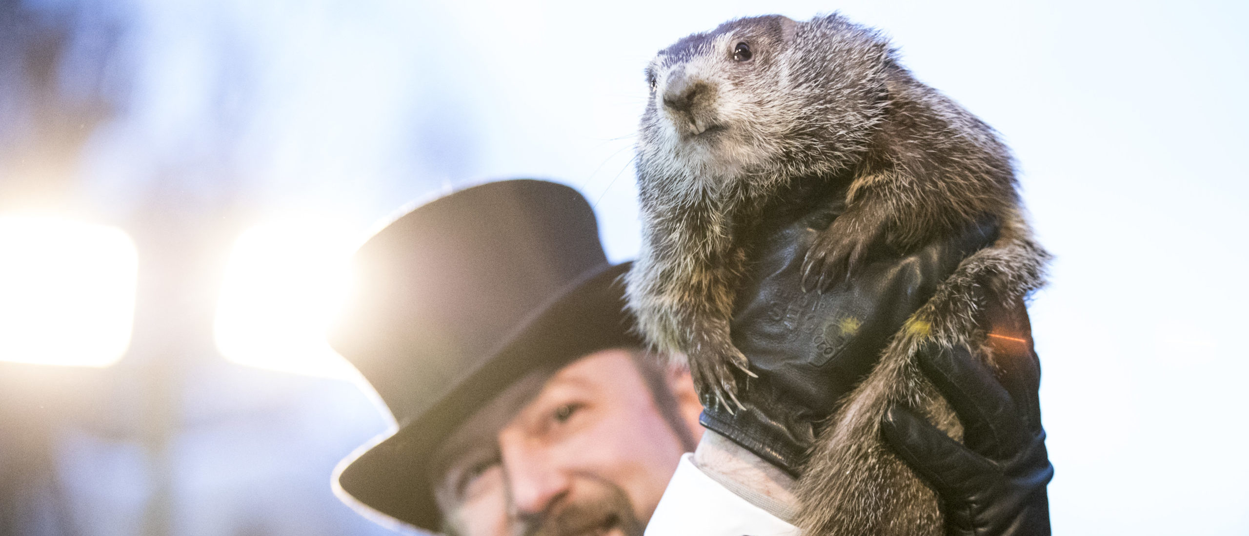 Проживать день сурка. Punxsutawney Phil. Сурок Фил из Панксутони. Сурок Фил из Пенсильвании. Панксатони Фил день сурка.