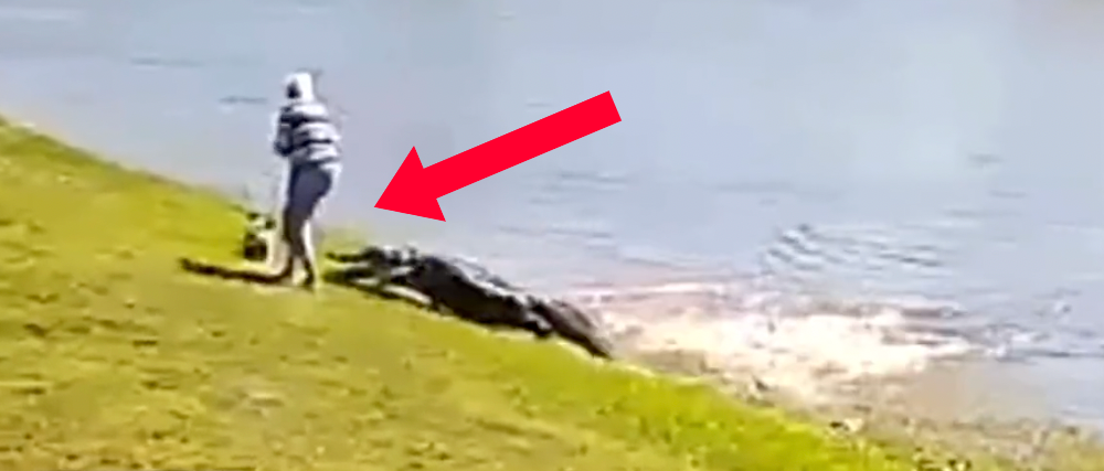 Video Shows Alligator Grabbing Florida Woman, Killing Her | The Daily Caller