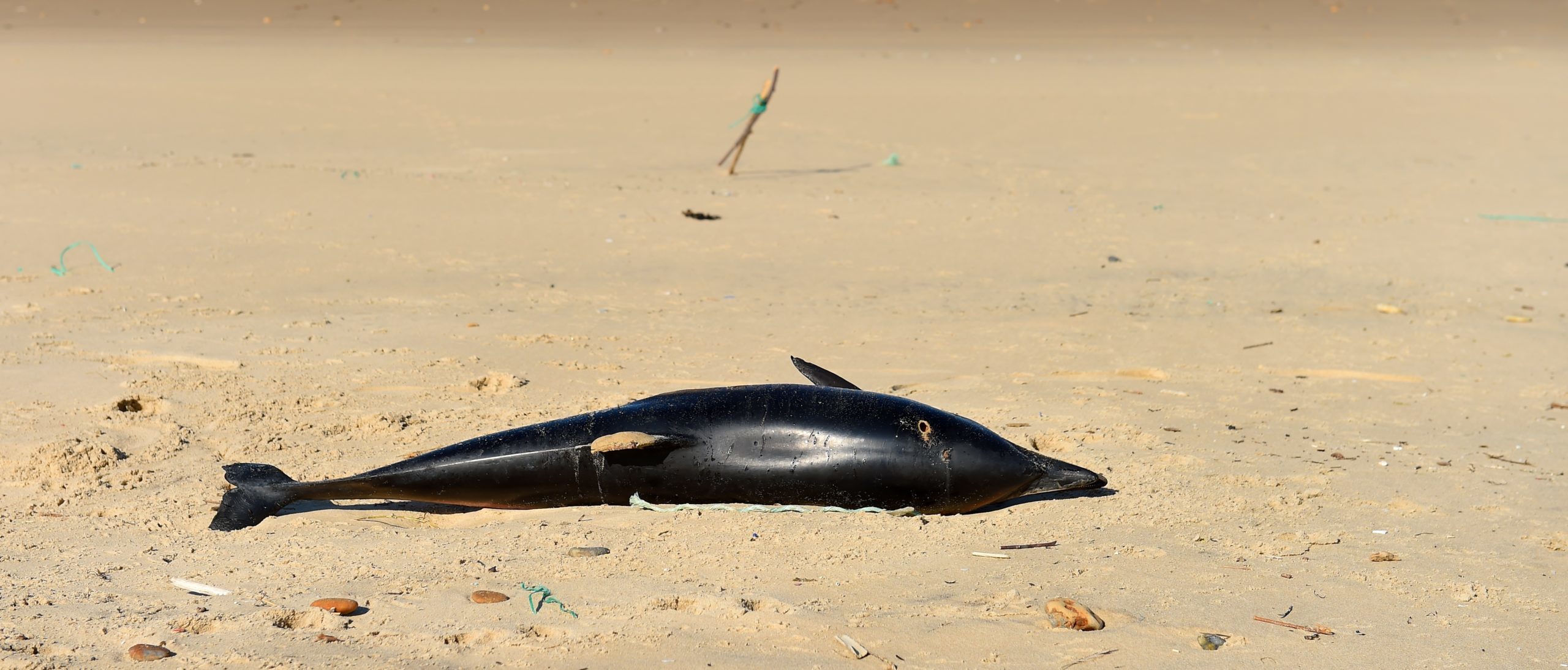 NJ dolphin deaths: Sea Isle City beaching results in some euthanized