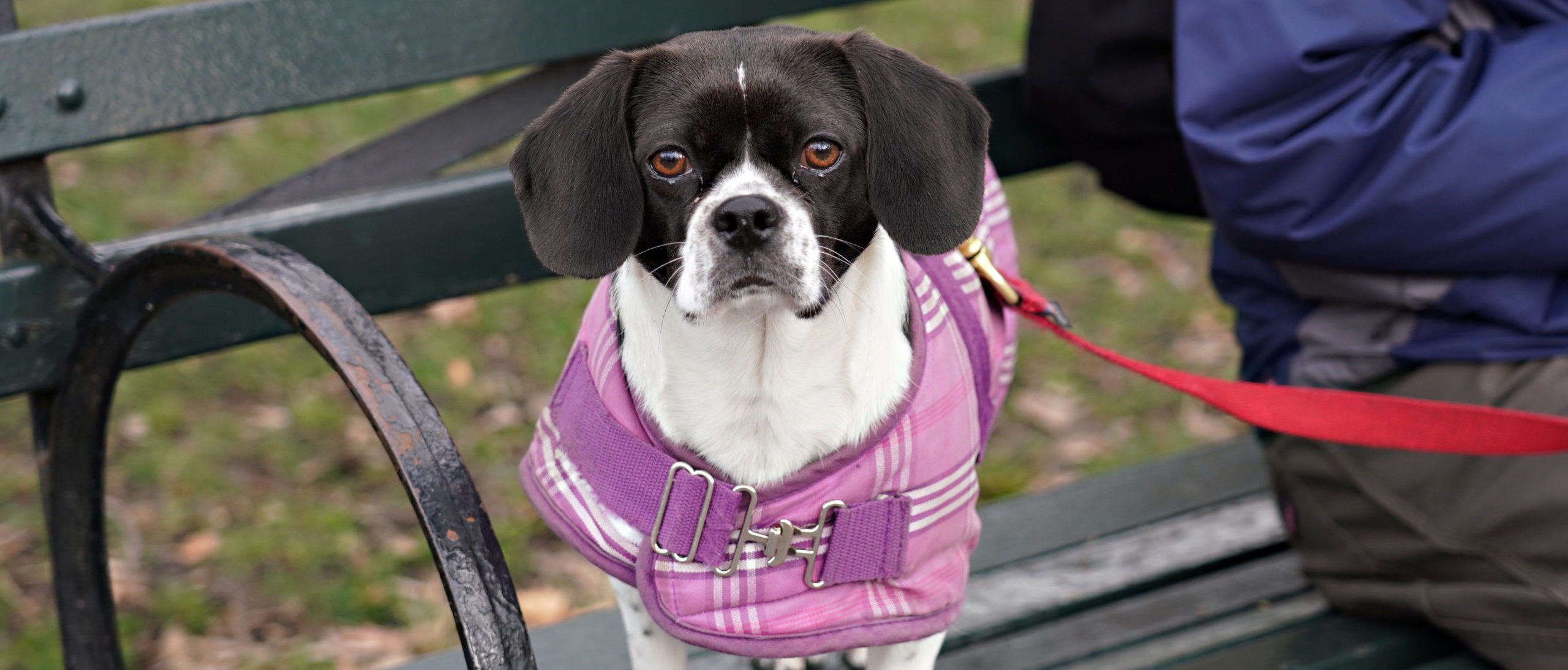 A Beagle/ Pekingese dog stands on a bench in Central Park, New York City, on March 17, 2020. (Photo by Cindy Ord/Getty Images)