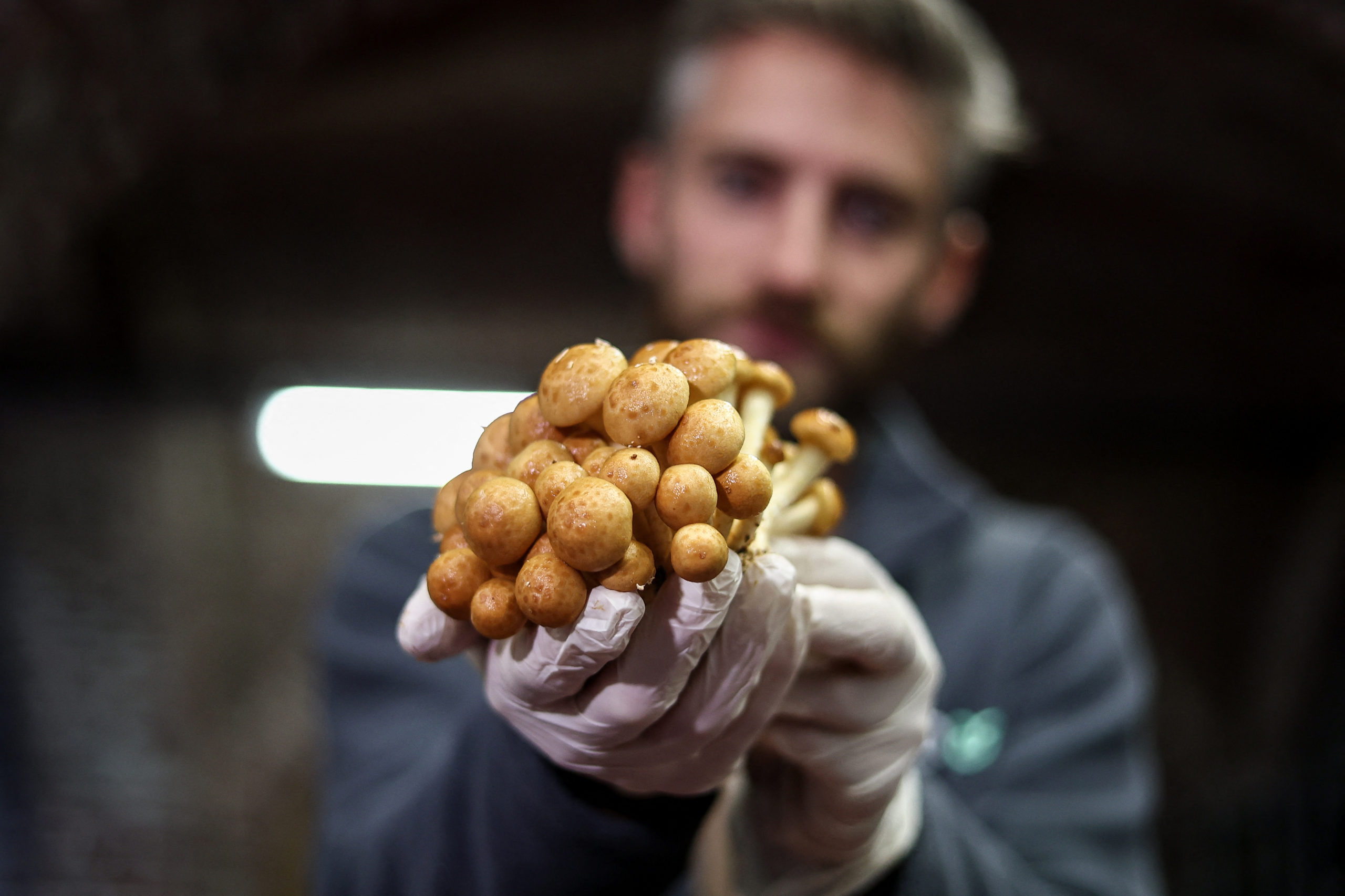 Eclo's Co-funder Quentin Declerck holds mushrooms produced by the company Eclo, which recycles bread and beer to grow organic mushrooms in Brussels, on September 30, 2022. (Photo by Kenzo TRIBOUILLARD / AFP) (Photo by KENZO TRIBOUILLARD/AFP via Getty Images)