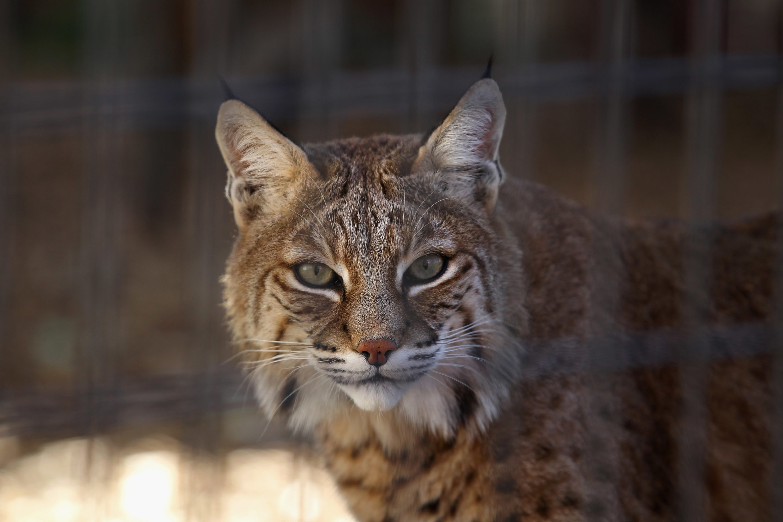 KEENESBURG, CO - OCTOBER 20: A rescued bobcat waits to be fed at The Wild Animal Sanctuary on October 20, 2011 in Keenesburg, Colorado. (Photo by John Moore/Getty Images)