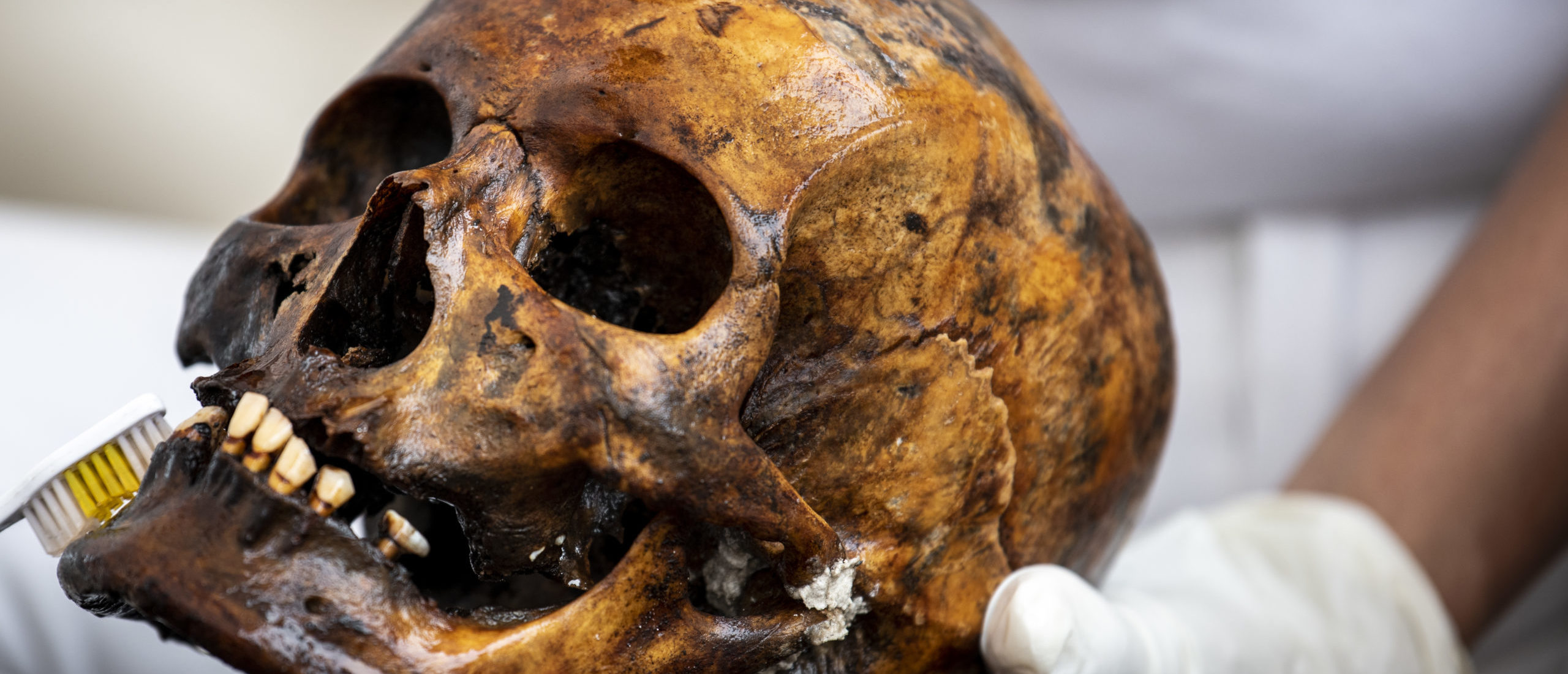 Anthropologist discovers human skull in Florida thrift store