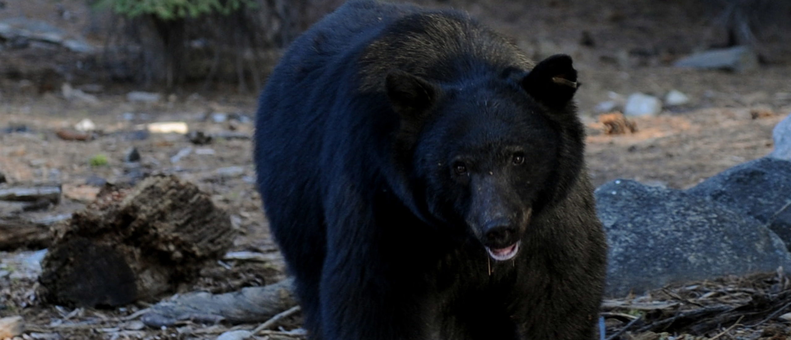 Bowhunter Takes 515 Pound Bear In Gilmer County – Georgia Outdoor News