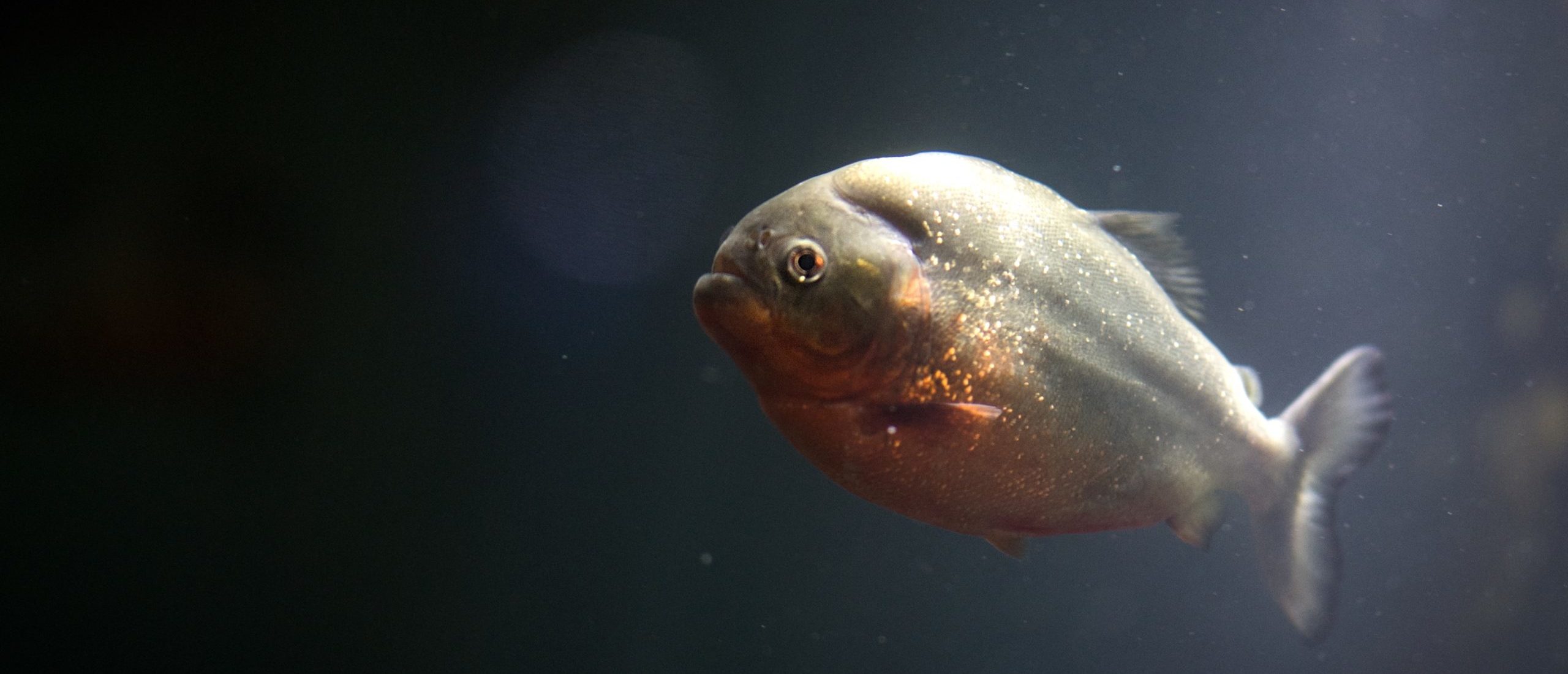 Pacu: Boy catches fish with 'human-like teeth' in an Oklahoma pond : NPR