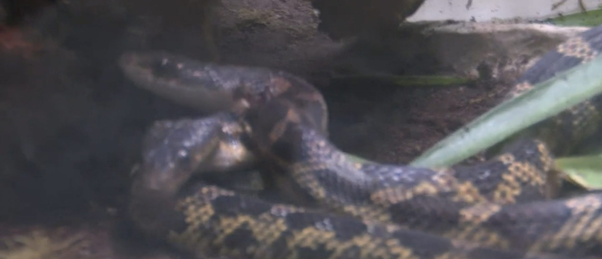 You can now visit a rare snake that has 2 heads, 2 brains and 1  uncoordinated body at a Texas zoo - CBS News