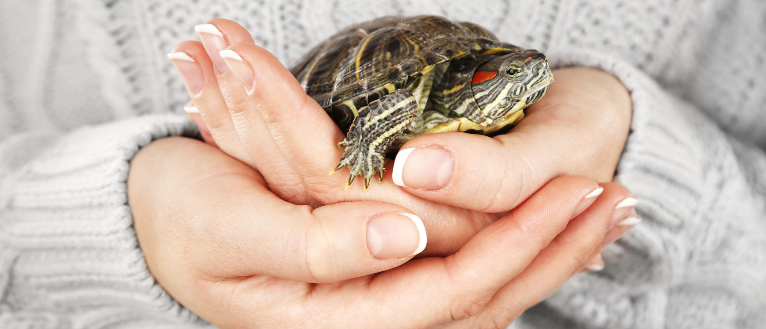 Tiny Turtles Tied To CA Salmonella Outbreak: CDC