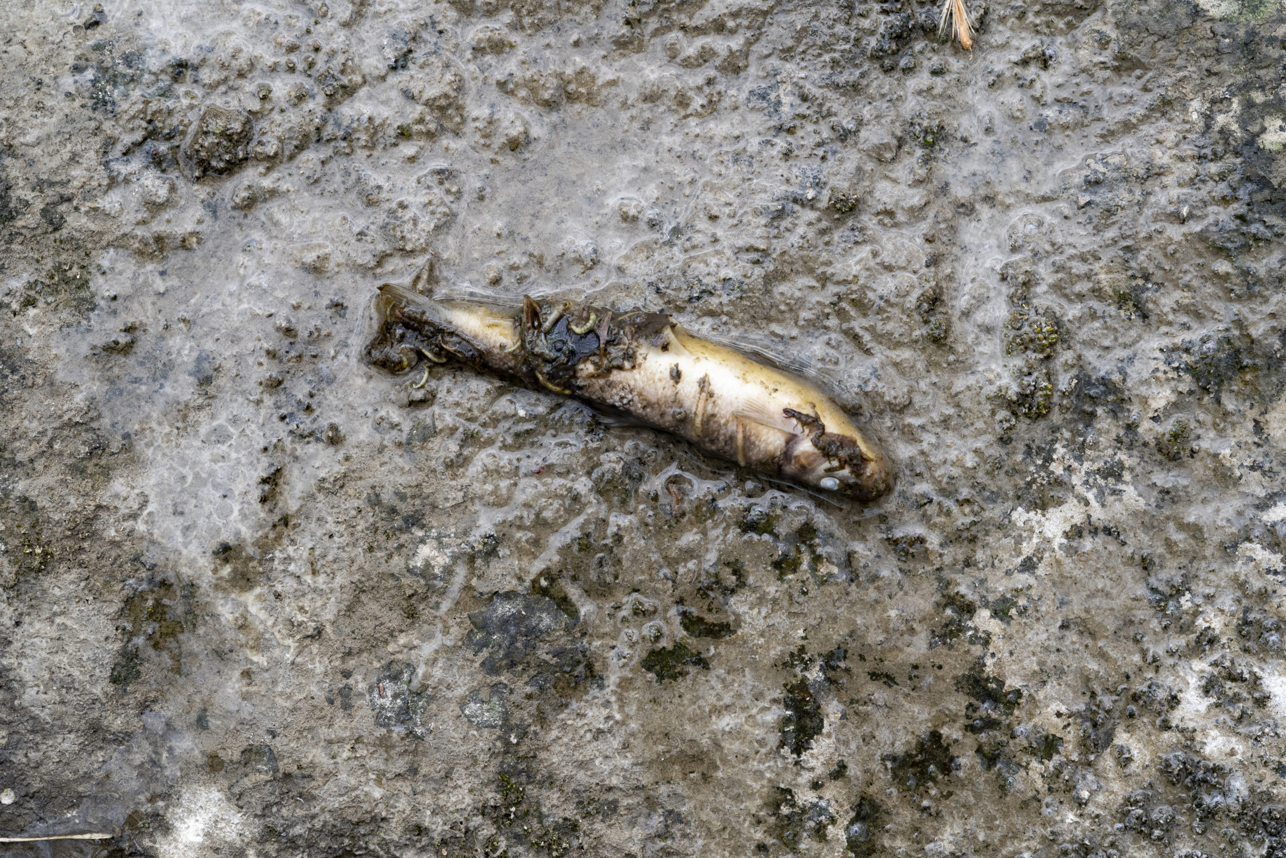 EAST PALESTINE, OH - FEBRUARY 20: A fish lays dead following a train derailment prompting health concerns on February 20, 2023 in East Palestine, Ohio. On February 3rd, a Norfolk Southern Railways train carrying toxic chemicals derailed causing an environmental disaster. Thousands of residents were ordered to evacuate after the area was placed under a state of emergency and temporary evacuation orders. (Photo by Michael Swensen/Getty Images)
