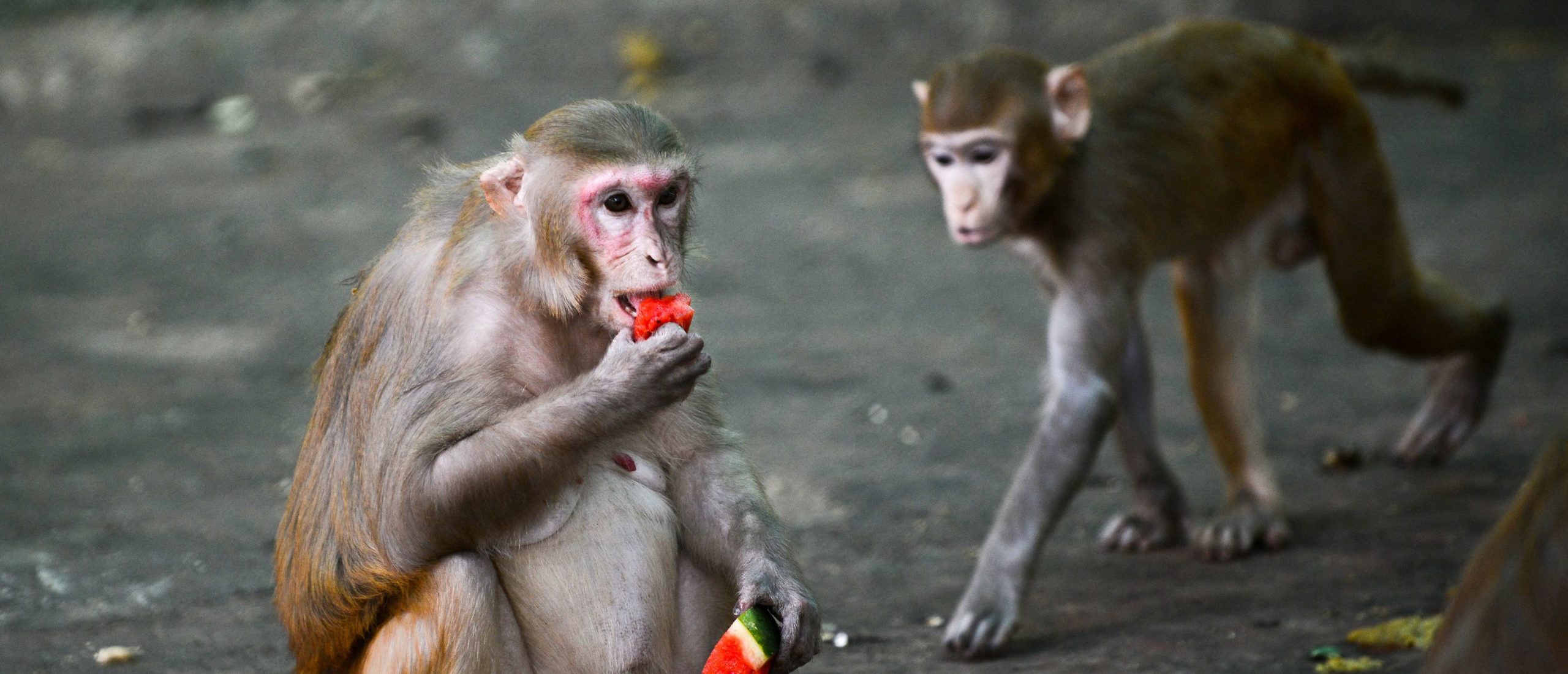 10-Year-Old Boy Fatally Attacked By Group Of Aggressive Monkeys In India