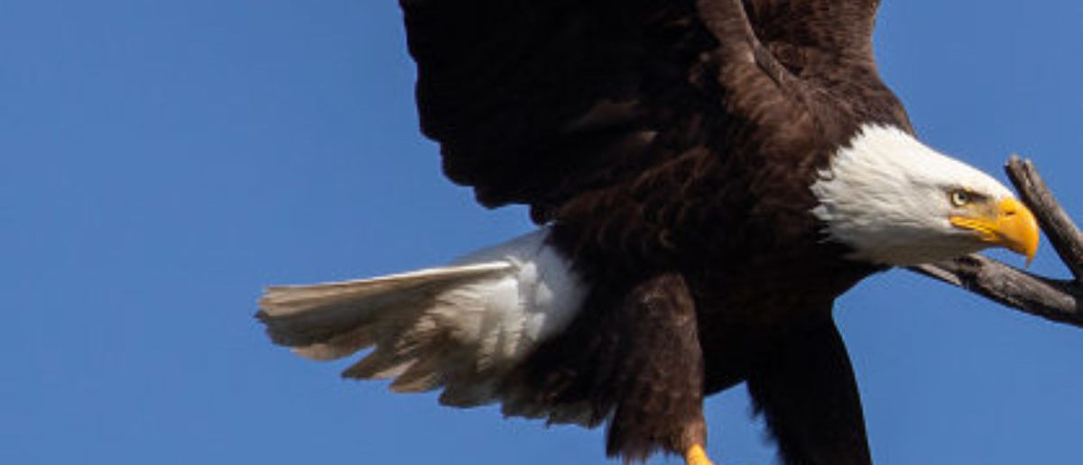 Grand Jury Indicts Two Men For Allegedly Hunting And Killing Bald Eagles, Selling Feathers On Black Market