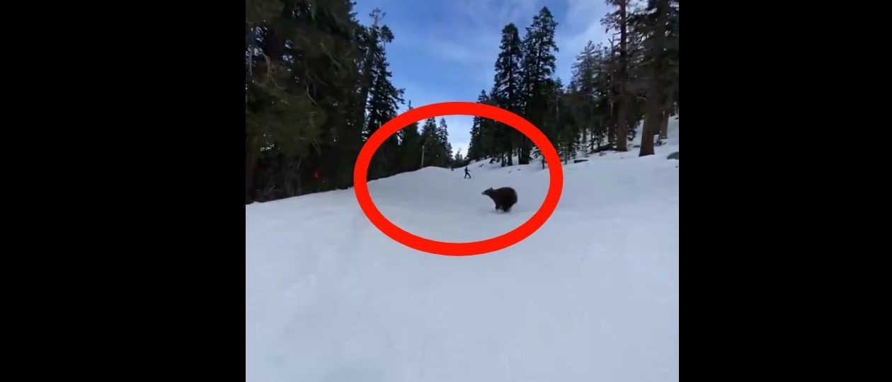 Video Shows Bear Run Toward Skier After Another Person Approaches