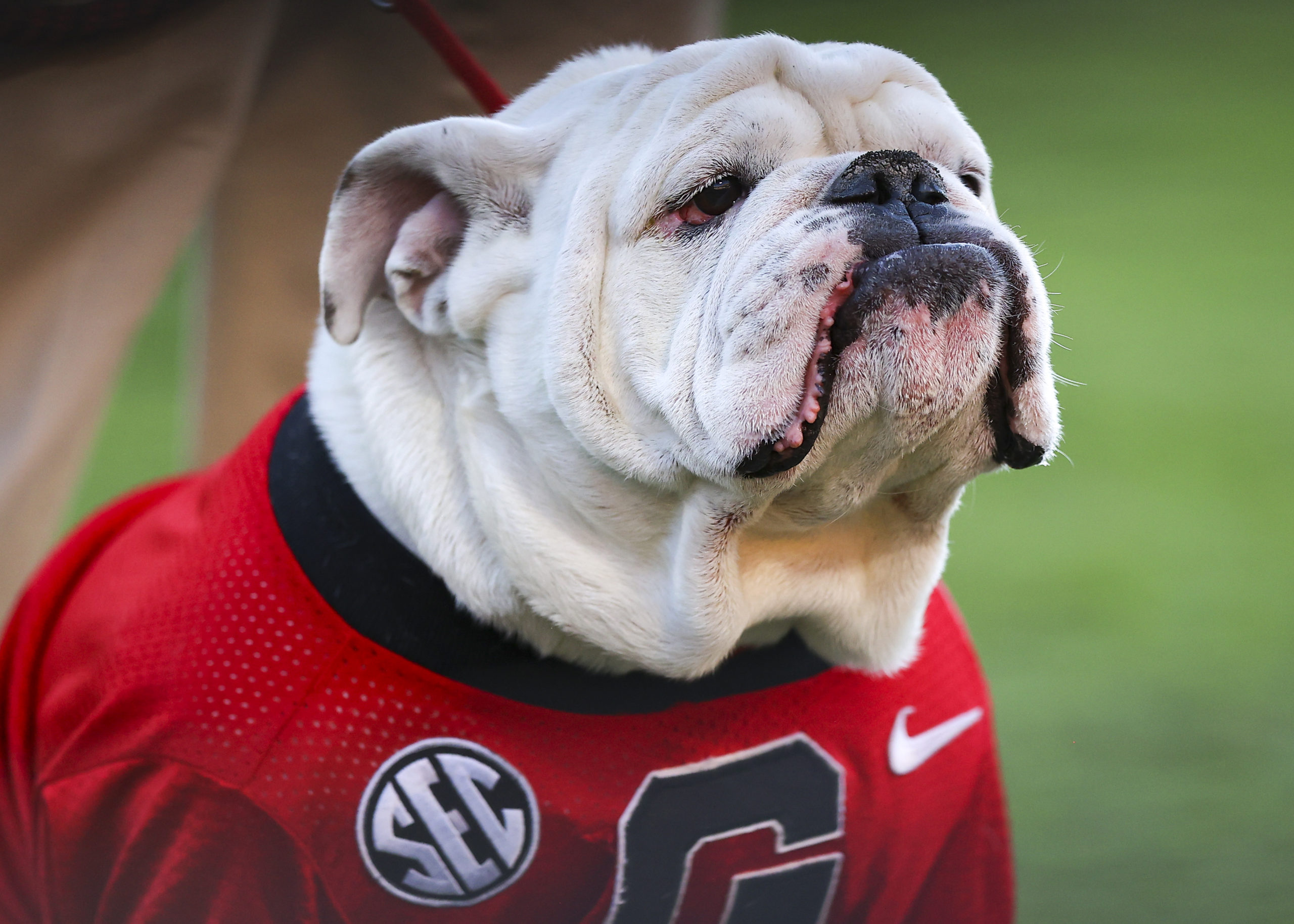 ATHENS, GA - OCTOBER 16: Georgia Bulldogs mascot UGA X is seen on the sidelines in the second half against the Kentucky Wildcats at Sanford Stadium on October 16, 2021 in Athens, Georgia. Todd Kirkland/Getty Images
