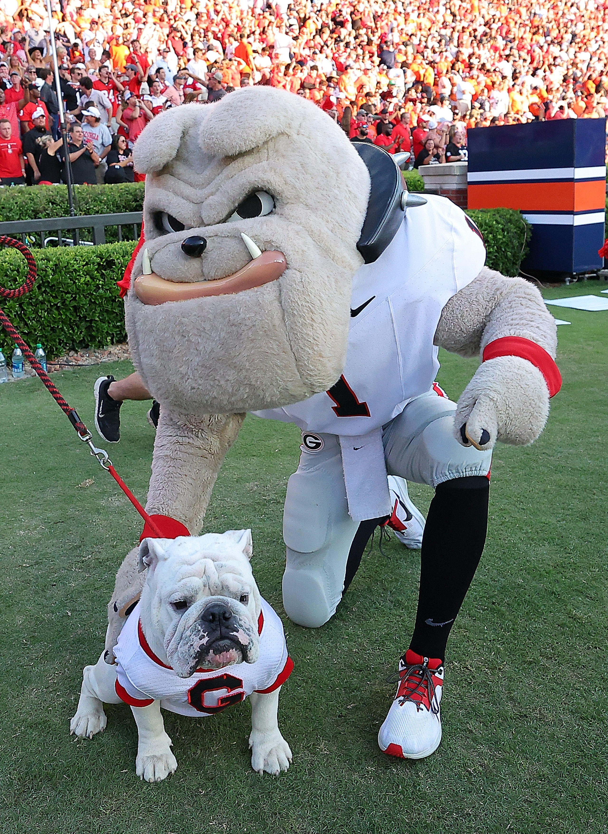 AUBURN, ALABAMA - SEPTEMBER 30: Mascot Hairy Dawg and Uga XI, whose real name is Boom, pose for a pict after the go-ahead touchdown by Brock Bowers #19 of the Georgia Bulldogs against the Auburn Tigers during the fourth quarter at Jordan-Hare Stadium on September 30, 2023 in Auburn, Alabama. Kevin C. Cox/Getty Images