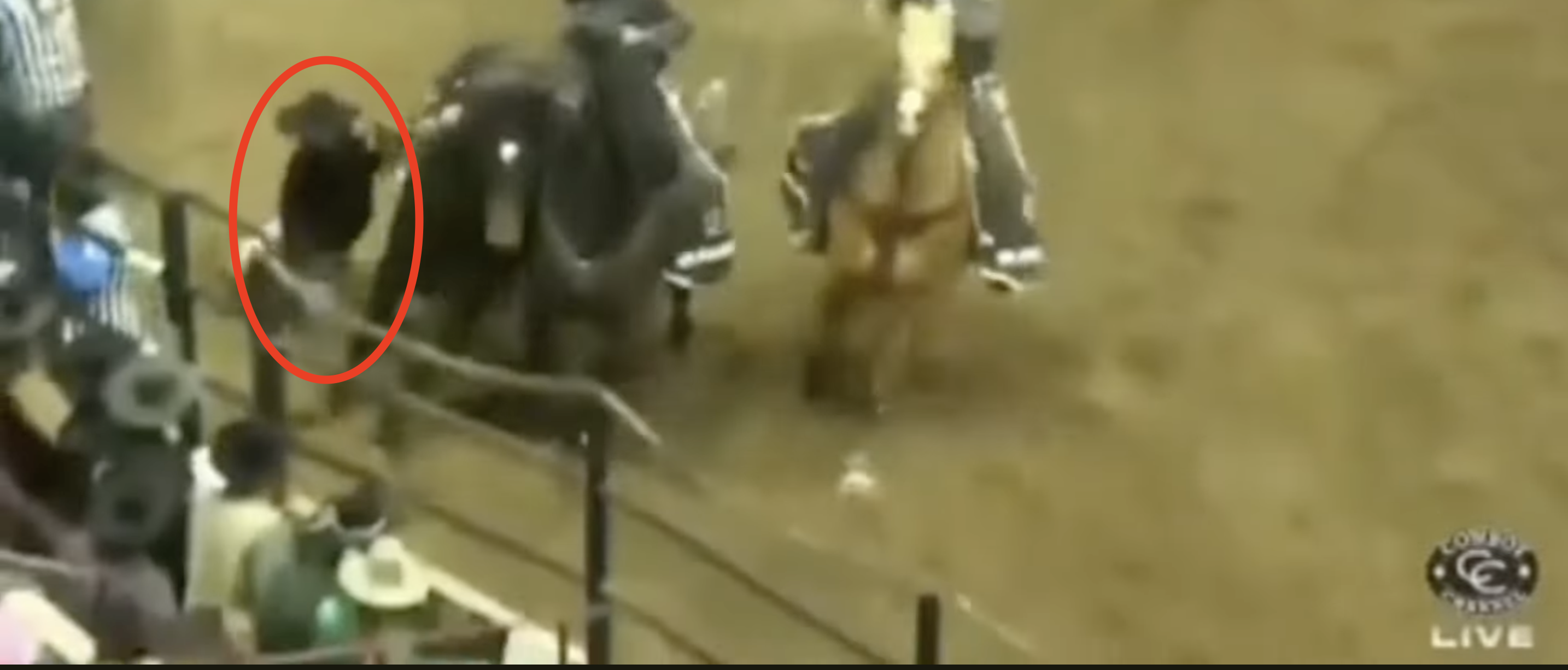 Terrifying Video Shows Horse Crushing Cowboy’s Head