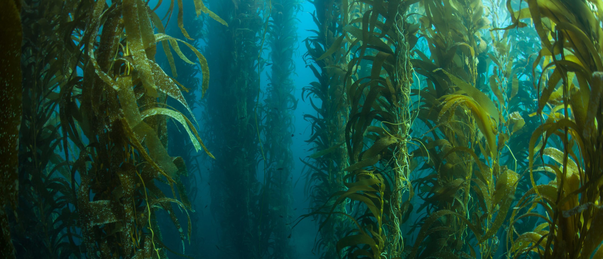 Водоросли попавшие. Ламинария. Подводные растения. Глубоководные водоросли. Подводный мир реки.