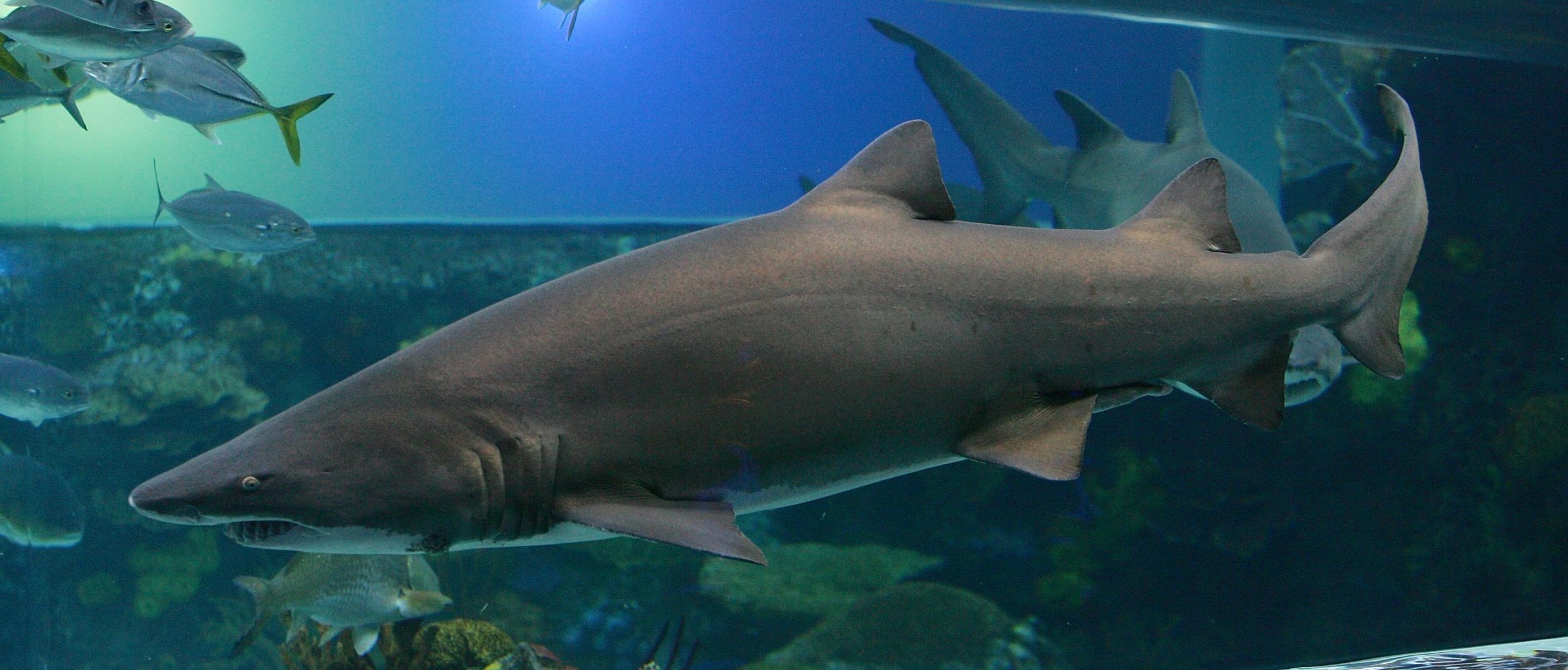Rare Speartooth Shark Found In Australia