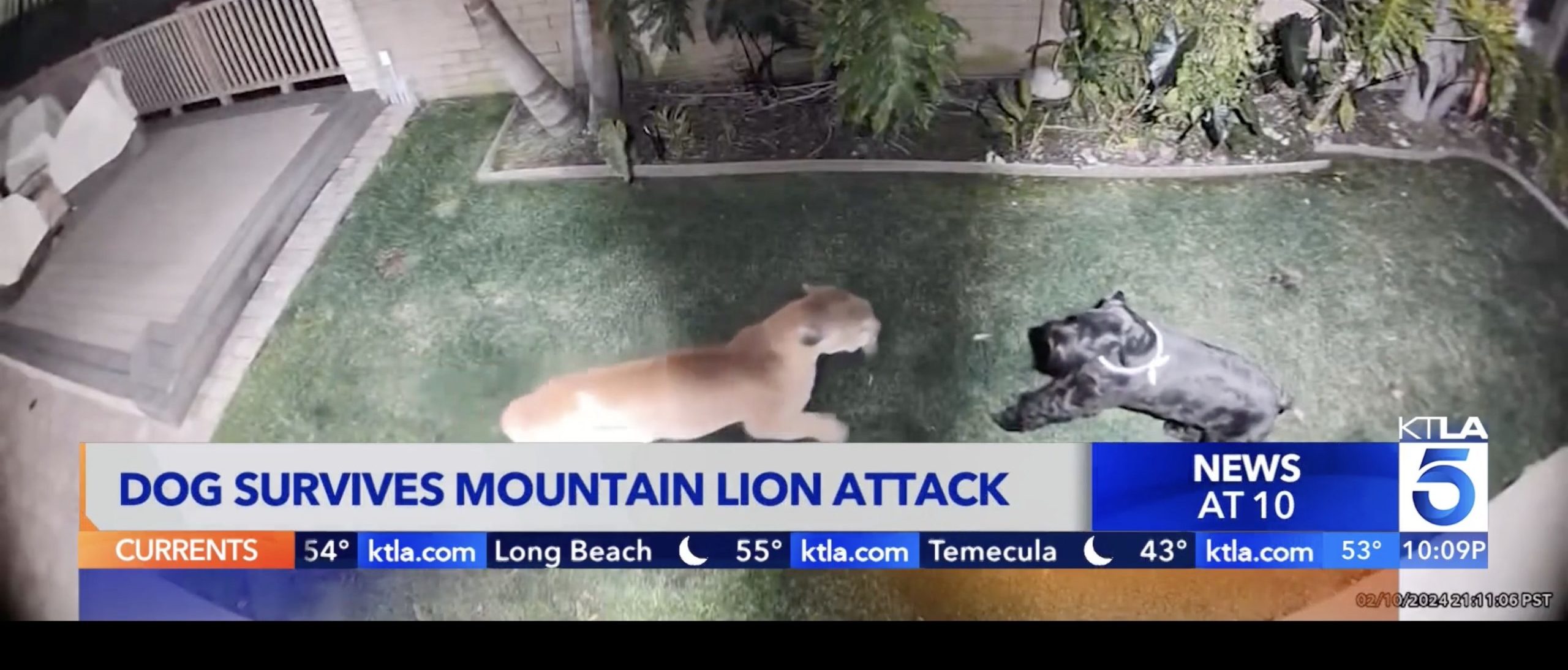 Video Shows Mountain Lion Mangling Giant Schnauzer In Backyard. Dog Somehow Breaks Free And Survives