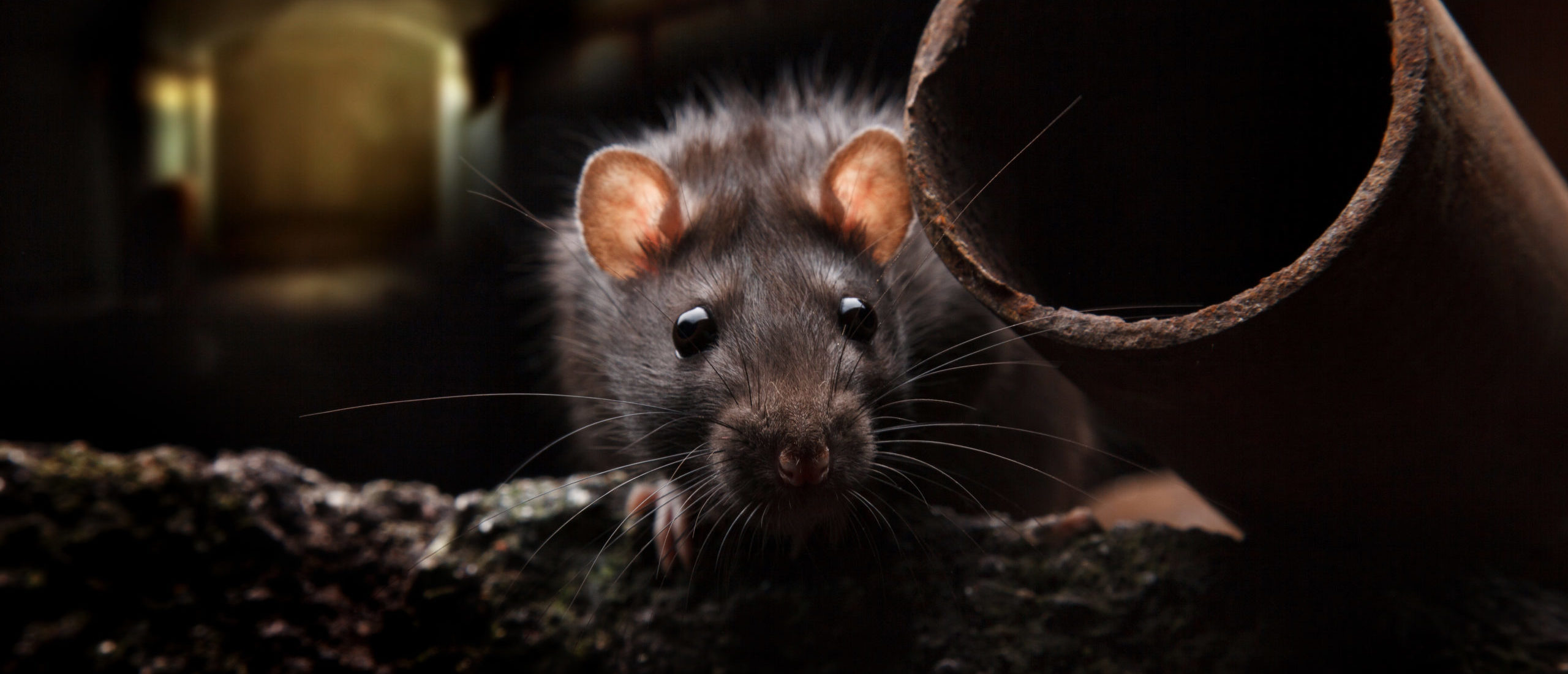 Scientific Journal Tricked Into Publishing AI-Generated Paper About Rat With Massive … Ya Know