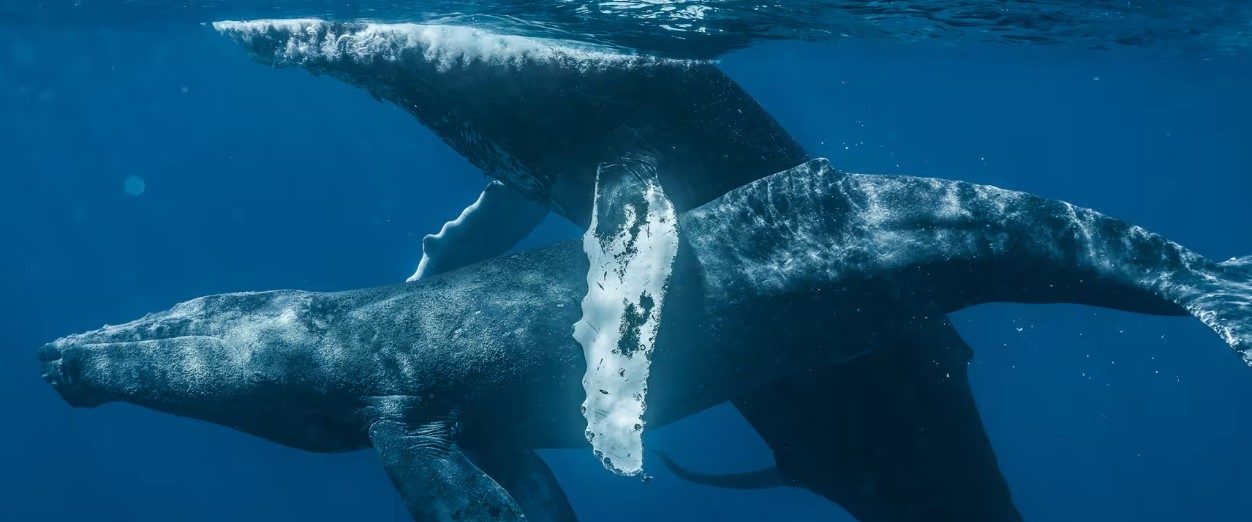 Putting The ‘Hump’ In Humpback: Photographers Announce They’ve Captured Gay Whale Sex For First Time