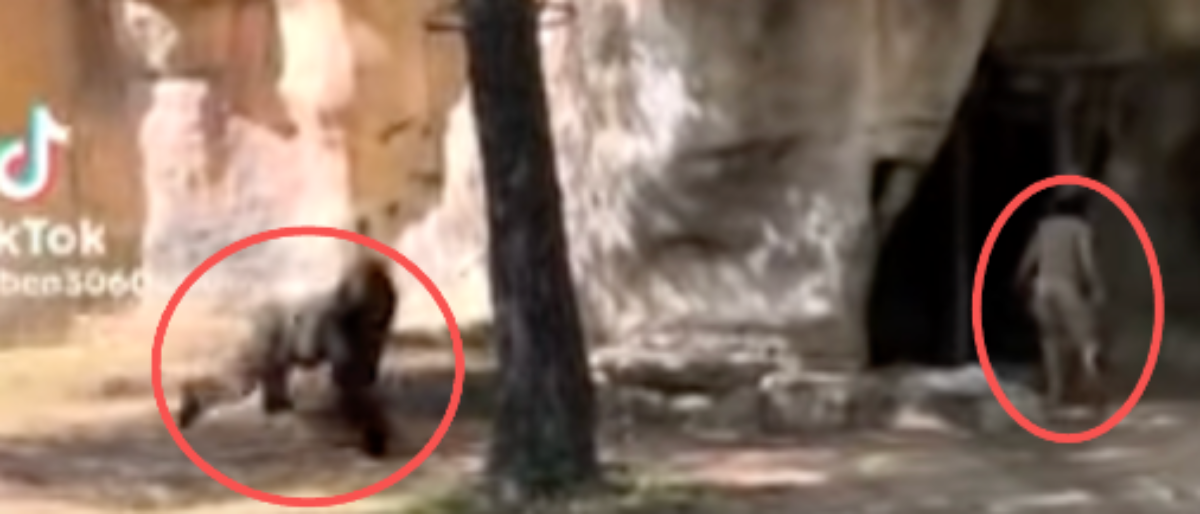 Video Shows Trapped Zookeepers Narrowly Escape Dangerous Encounter With Gorilla