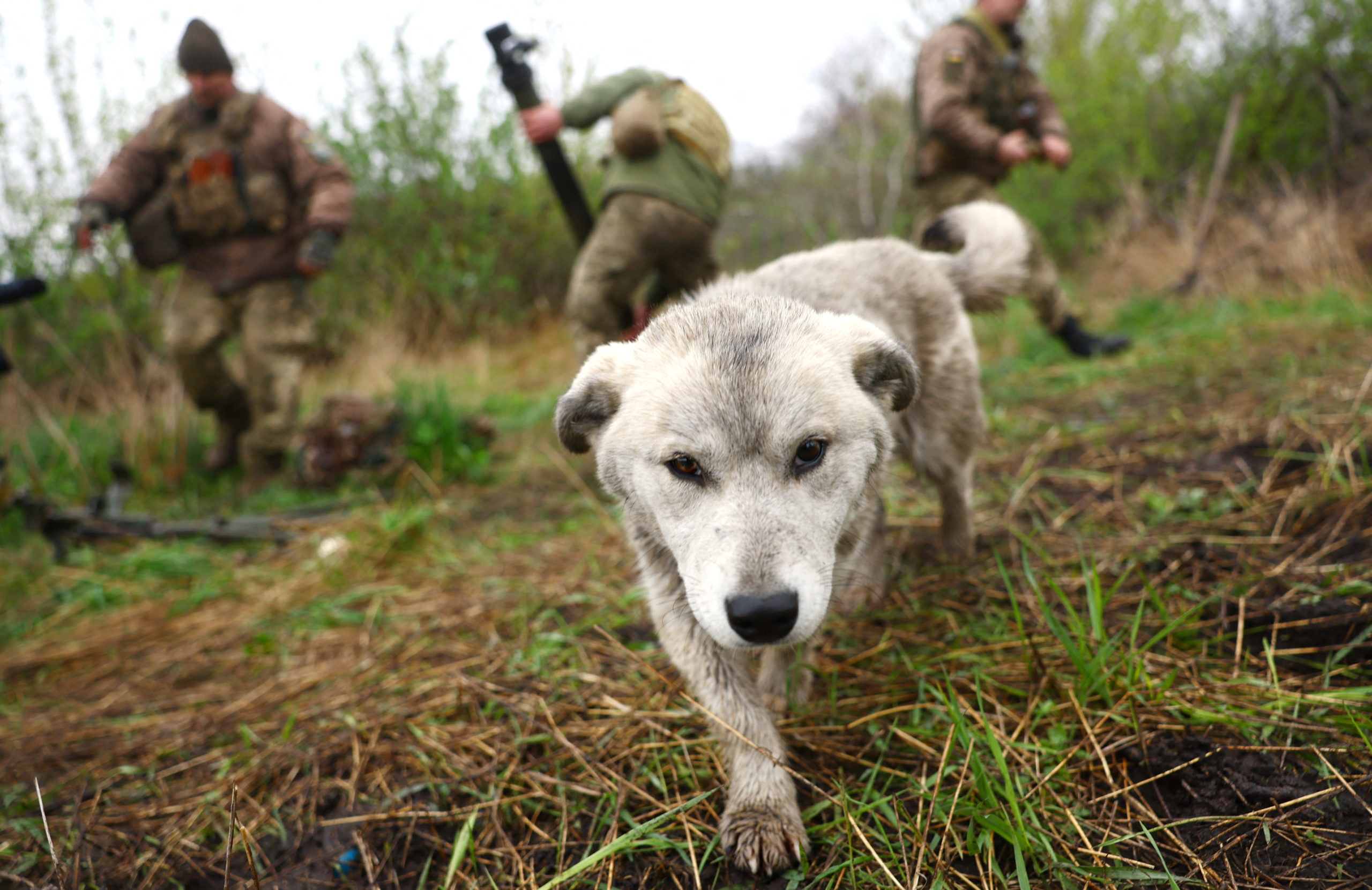 A dog walks away from members of the mountain brigade "Edelweiss" mortar unit who have returned from heavy fighting amid Russia's attack on Ukraine, close to Bakhmut, Ukraine, April 14, 2023. REUTERS/Kai Pfaffenbach