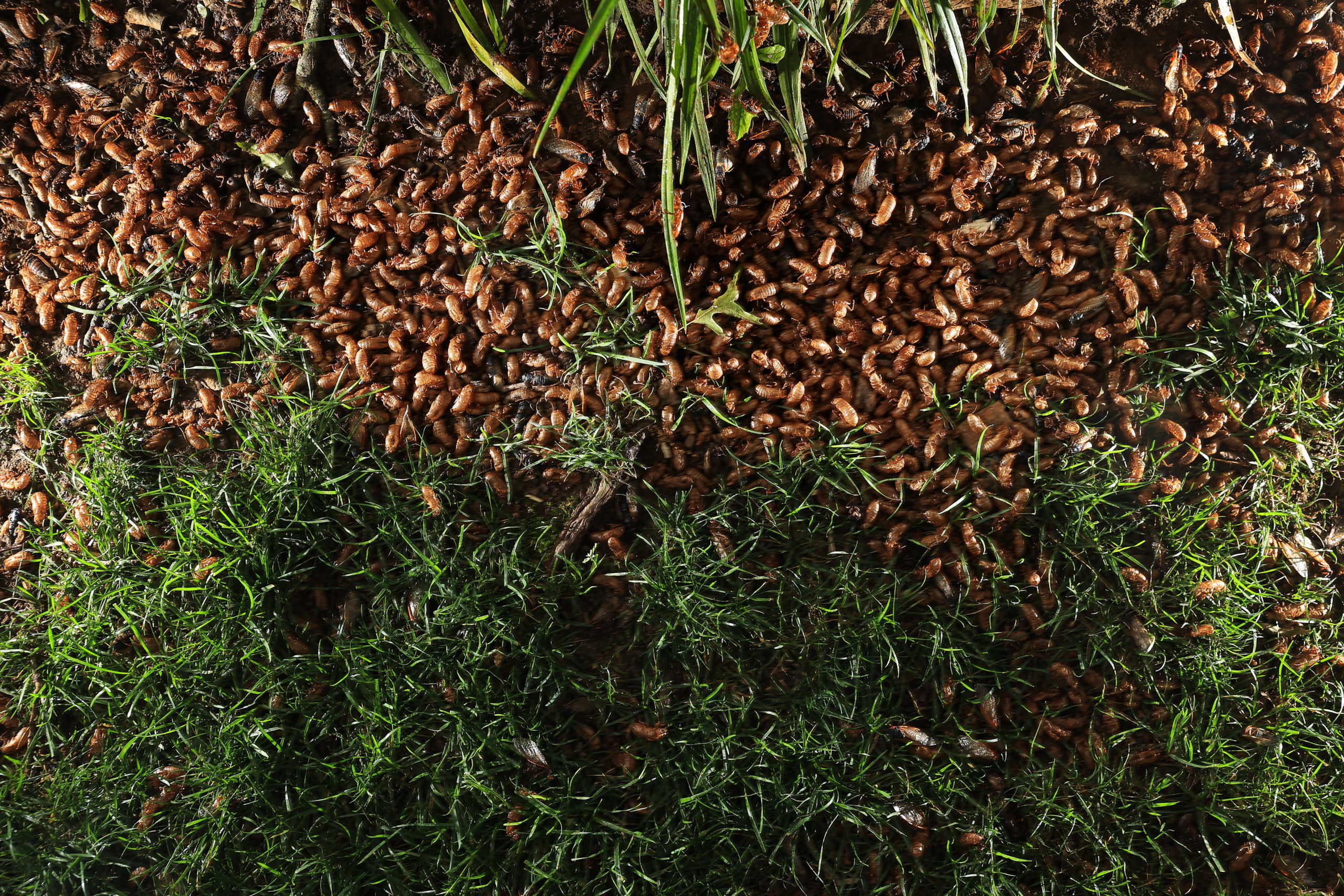 A pile of dead and dying periodical cicadas, a member of Brood X, and their cast off nymph shells collects at the base of a tree. (Photo by Chip Somodevilla/Getty Images)