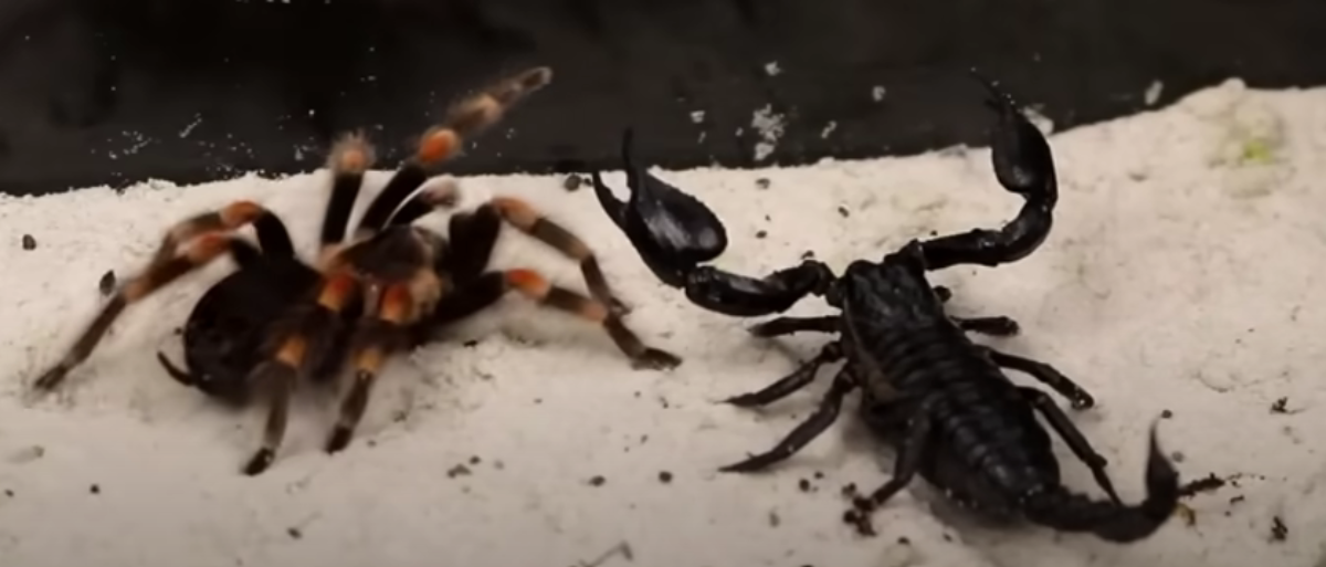 Museum Curator Arrested For Allegedly Trying To Smuggle Scorpion, Spider...