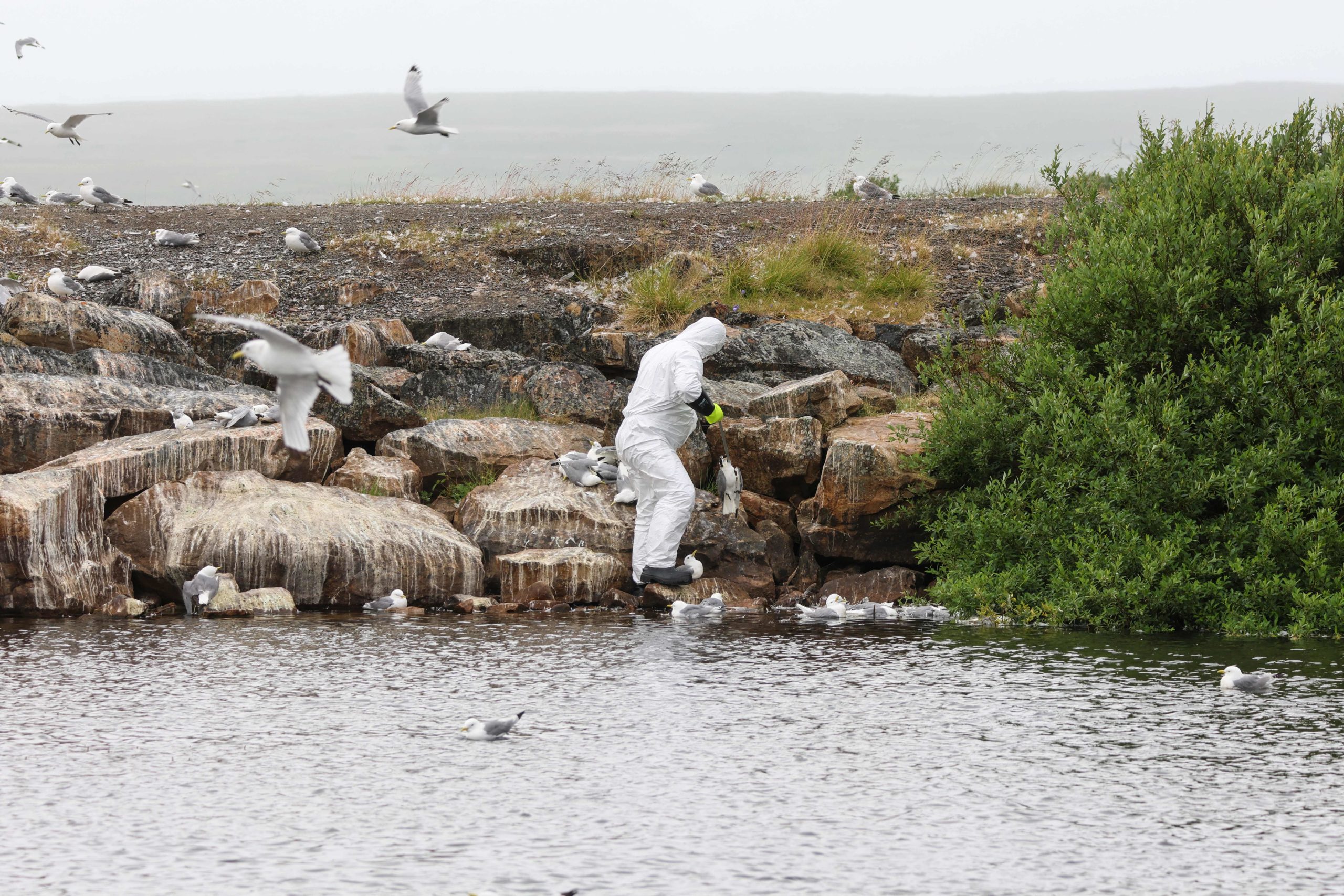 Dead birds are collected along the coast in the Vadso municipality of Finnmark in Norway following a major outbreak of bird flu on July 20, 2023. (Photo by YVIND ZAHL ARNTZEN/NTB/AFP via Getty Images)