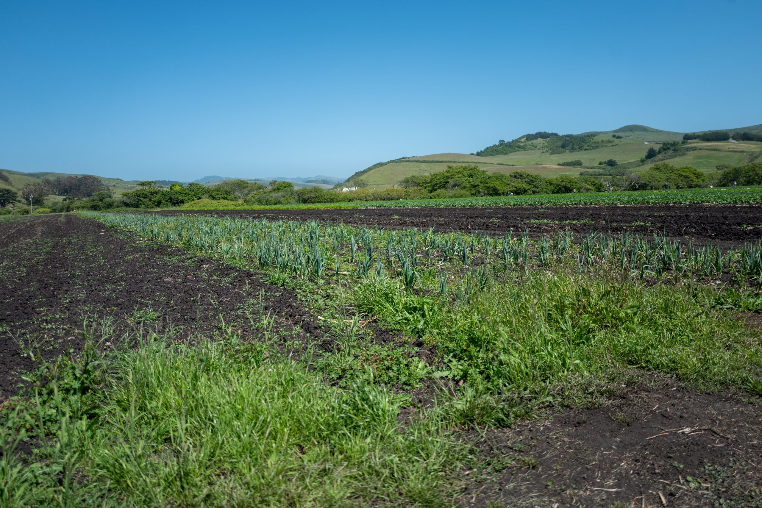 Rows of crops are visible on a bright day at a farm on California's Central Coast, San Gregorio, California, May 26, 2024. (Photo by Smith Collection/Gado/Getty Images)