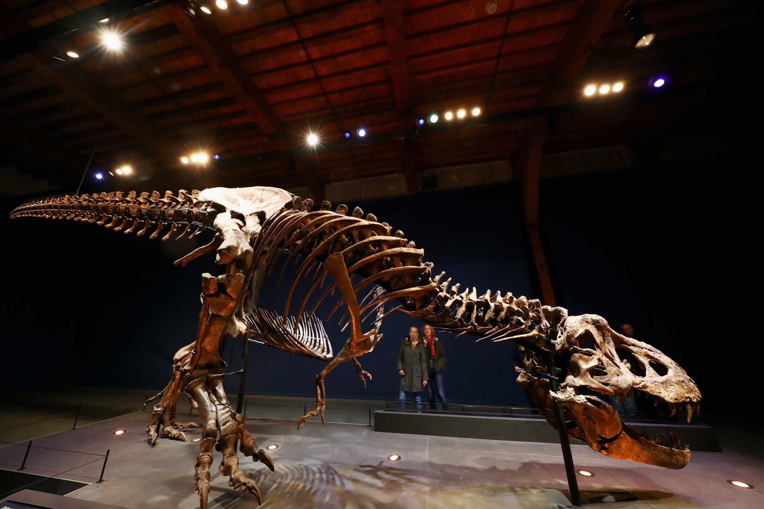 LEIDEN, NETHERLANDS - OCTOBER 17: A general view of the skull, jaw, rib cage and teeth of Trix the female T-Rex exhibition at the Naturalis or Natural History Museum of Leiden on October 17, 2016 in Leiden, Netherlands. The skeleton of Tyrannosaurus rex was excavated in 2013 in Montana, USA, by Naturalis Biodiversity Center. The fossil is part of the Naturalis collection and is more than 80% of the bone volume present. All essential and high­volume bones are in place. This places Trix in the top 3 ranking of the most complete Tyrannosaurus rex skeletons in the world. In addition, all the bones are extremely well preserved. The quality of this fossil is unmatched by any other large T-Rex find in the world. (Photo by Dean Mouhtaropoulos/Getty Images)
