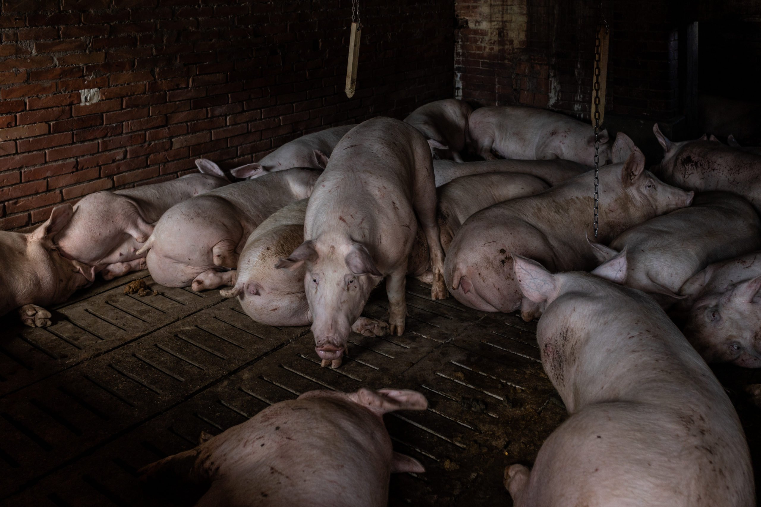 ALBERETO, ITALY - MAY 22: Pigs that survived the flood lay in a pigsty at farm on May 22, 2023 in Albereto, Italy. Fifteen people have died and forty thousands have been evacuated from their homes after torrential rain wreaked mayhem in the northern Italian region of Emilia-Romagna, causing severe flooding and landslides. (Photo by Emanuele Cremaschi/Getty Images)