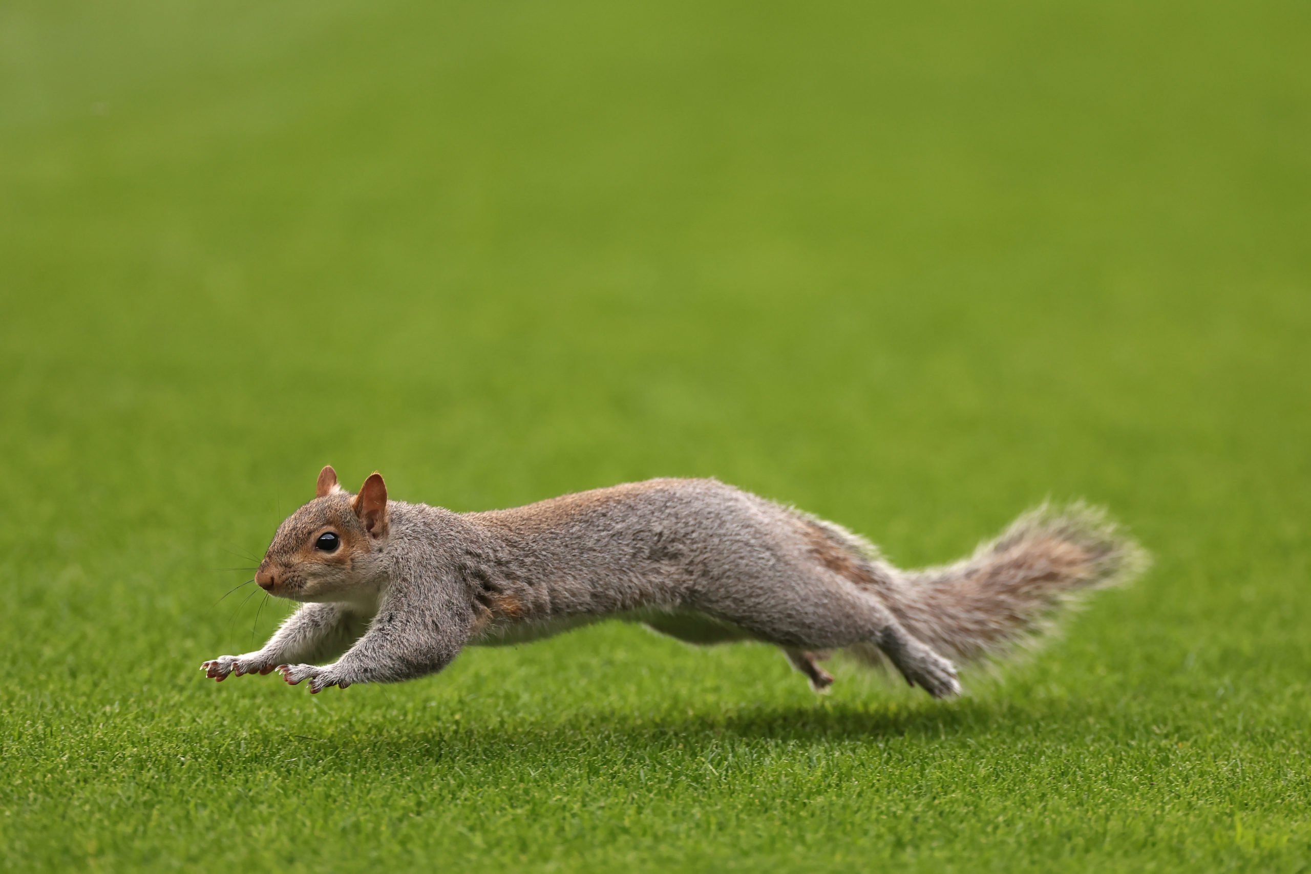 TURIN, ITALY - JANUARY 07: A squirrel pictured on the field of play during the warm up prior to the Serie A TIM match between Torino FC and SSC Napoli at Stadio Olimpico di Torino on January 07, 2024 in Turin, Italy. (Photo by Jonathan Moscrop/Getty Images)