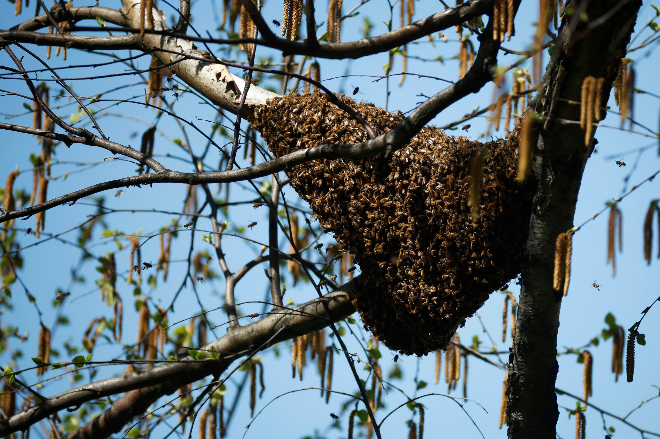 WASHINGTON, DC - APRIL 08: Thousands of bees cluster on a tree branch as they swarm outside of the U.S. Agriculture Department headquarters on the National Mall on April 08, 2024 in Washington, DC. When a new queen bee arrives in a colony and the hive becomes crowded, a portion of the population will leave with the old queen, creating a swarm. The swarm will cluster on the branch while scout bees look for a location to begin a new hive. (Photo by Chip Somodevilla/Getty Images)
