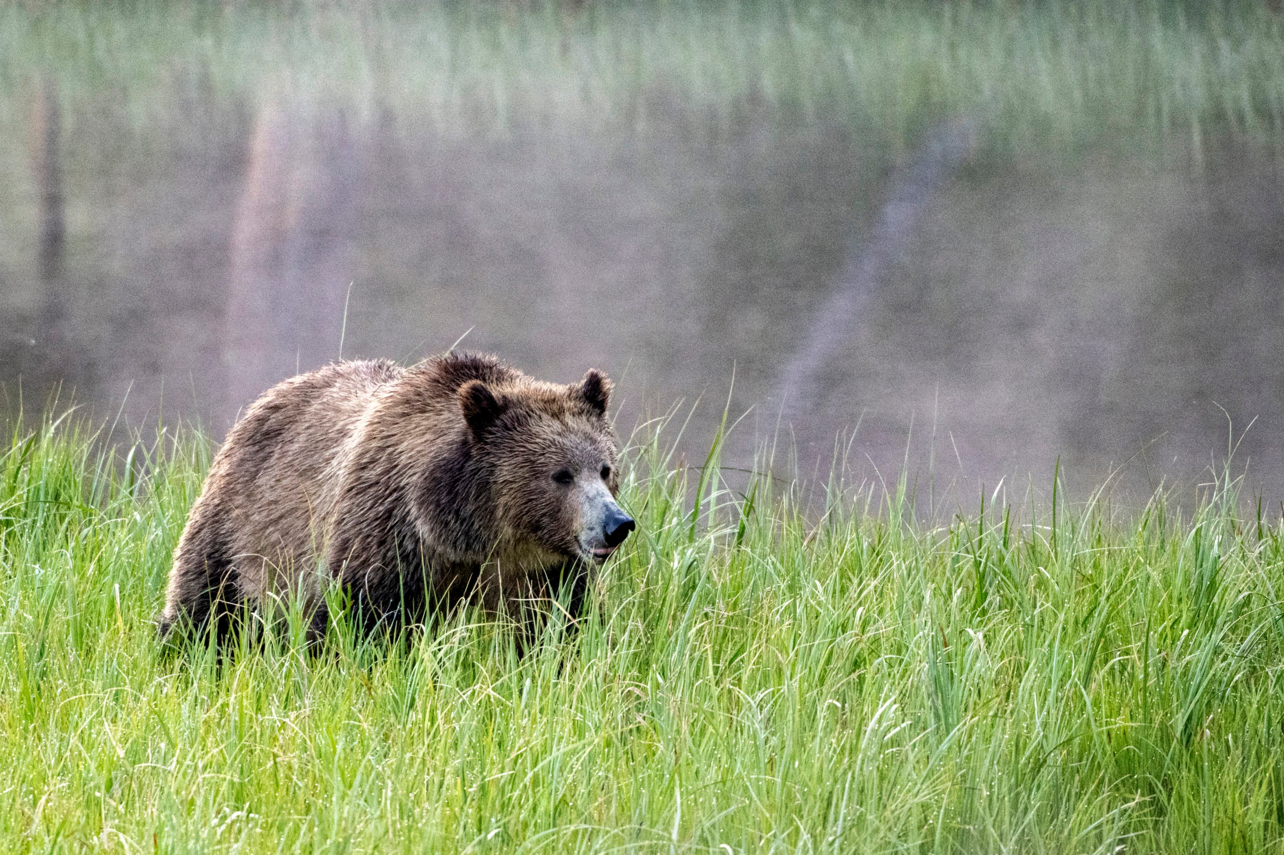 YELLOWSTONE NATIONAL PARK, WYOMING -JUNE 21: A female Grizzly bear walks in a meadow near Pelican Creek on June 21, 2024. in Yellowstone National Park, Wyoming. (Photo by Jonathan Newton/Getty Images)