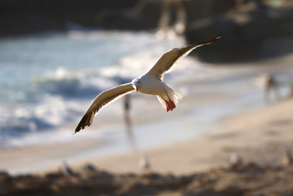 SAN DIEGO, CALIFORNIA -JULY 2: A seagull lands at La Jolla's Windansea Beach on a warm summer day on July 2, 2023 in San Diego, California. (Photo by Kevin Carter/Getty Images)