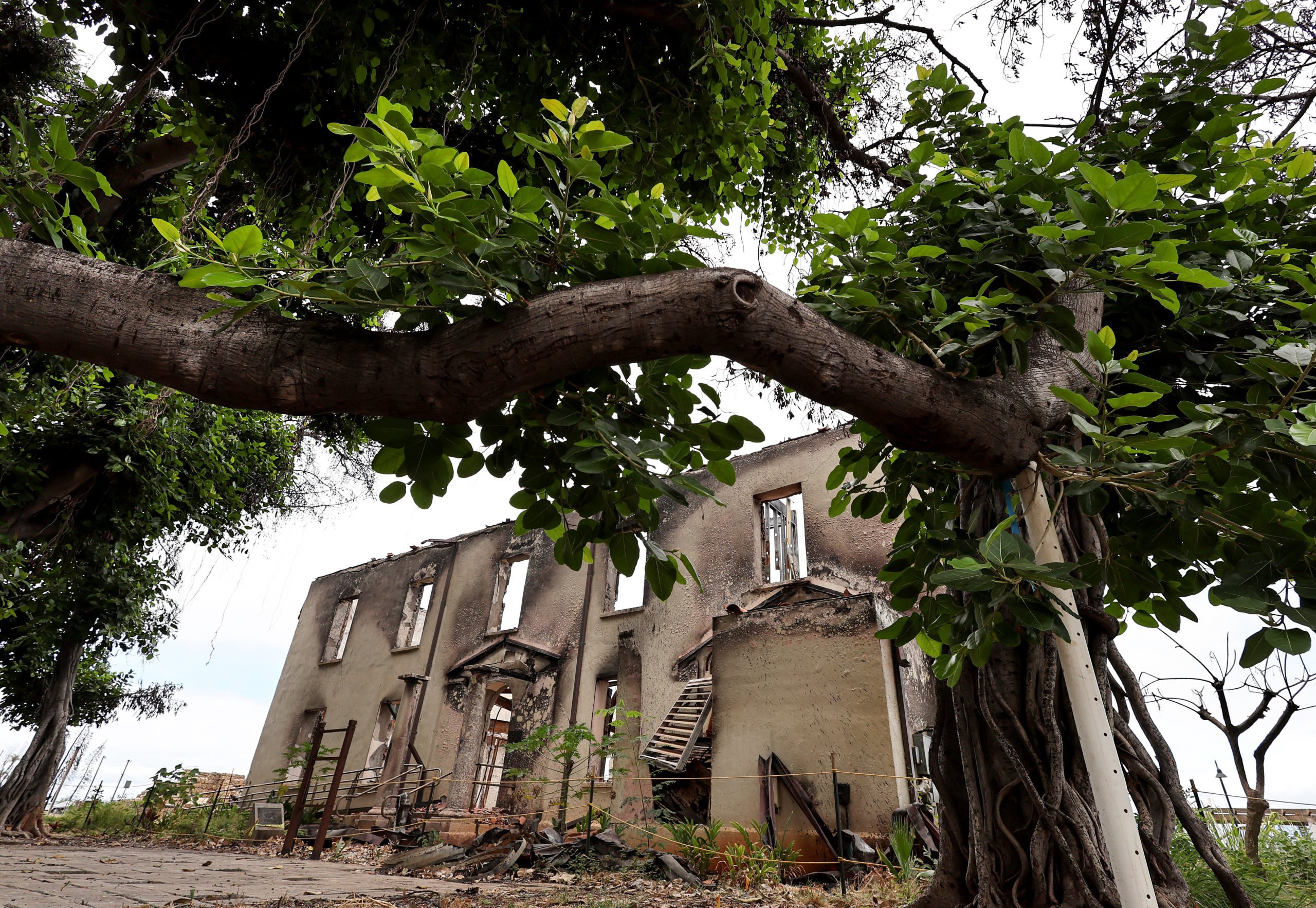 LAHAINA, HAWAII - AUGUST 02: Fresh leaves grow on the historic beloved banyan tree in front of the remains of the Old Lahaina Courthouse, built in 1859, inside the Lahaina wildfire impact zone on August 02, 2024 in Lahaina, Hawaii. August 8 marks the one-year anniversary of the Maui wildfires which killed 102 people and devastated the historic community of Lahaina in West Maui. Plaintiffs involved in the Lahaina wildfire lawsuits against the government and utilities have reached a $4 billion global settlement of claims. (Photo by Mario Tama/Getty Images)